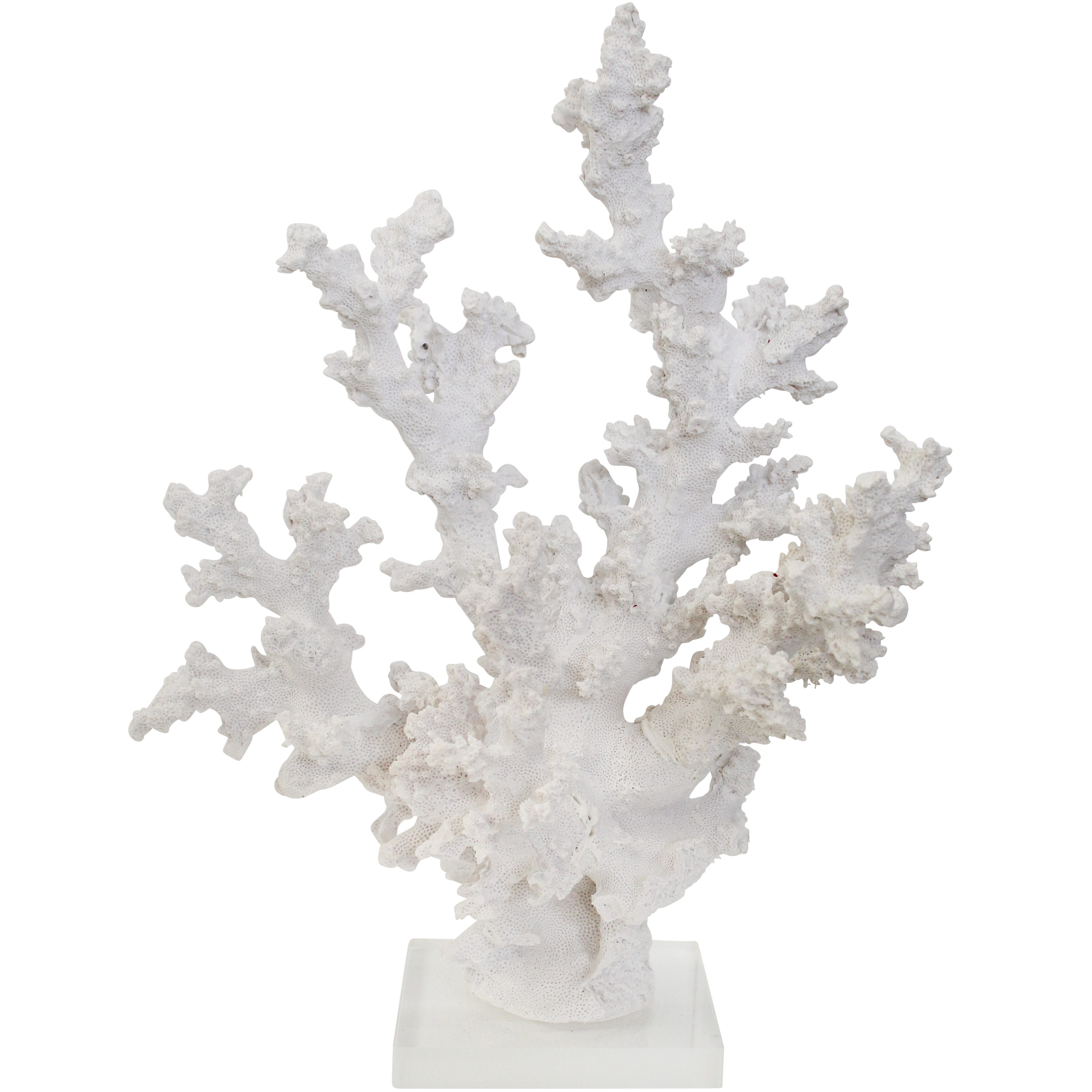 Coral Medina White