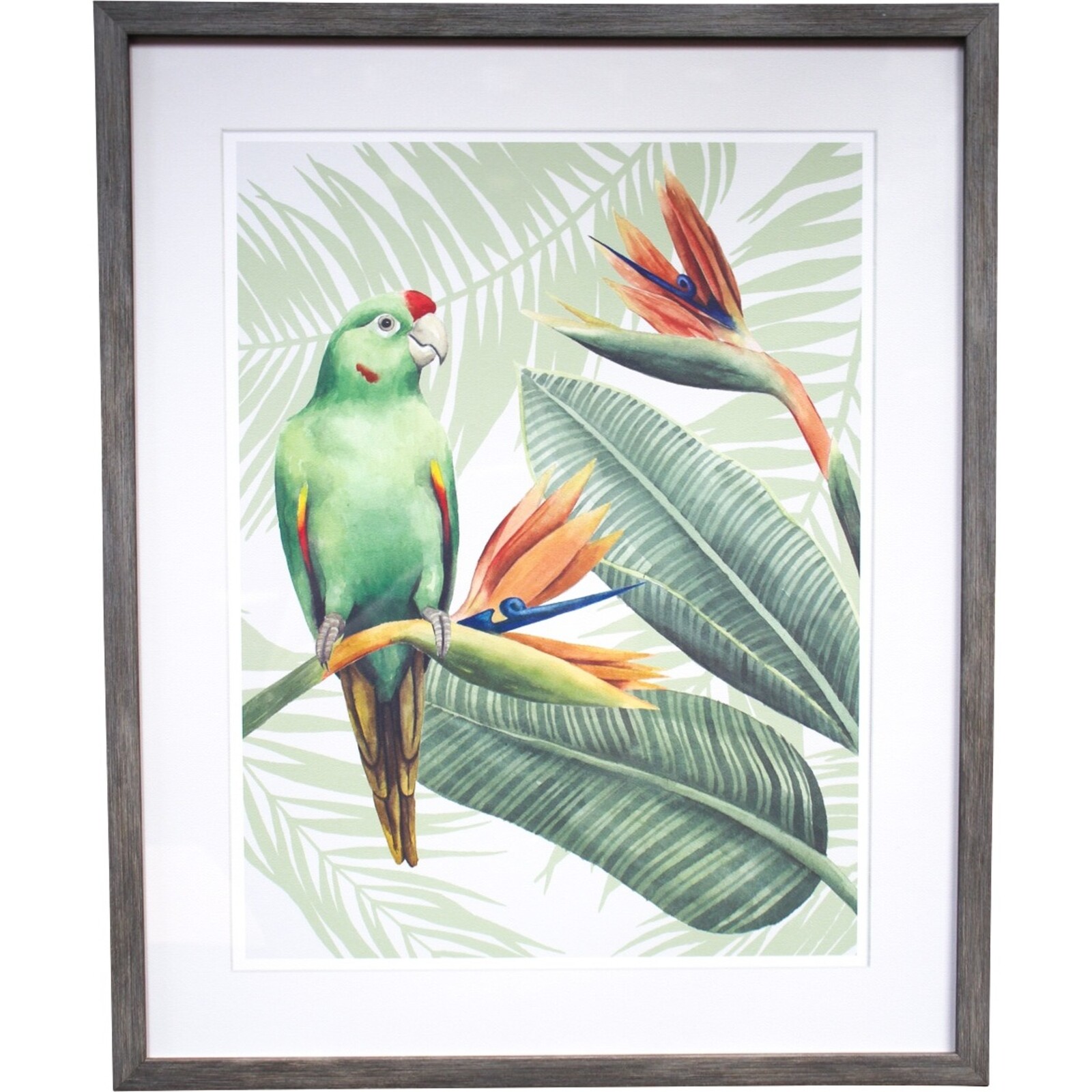 Framed Print Tropical Parrot
