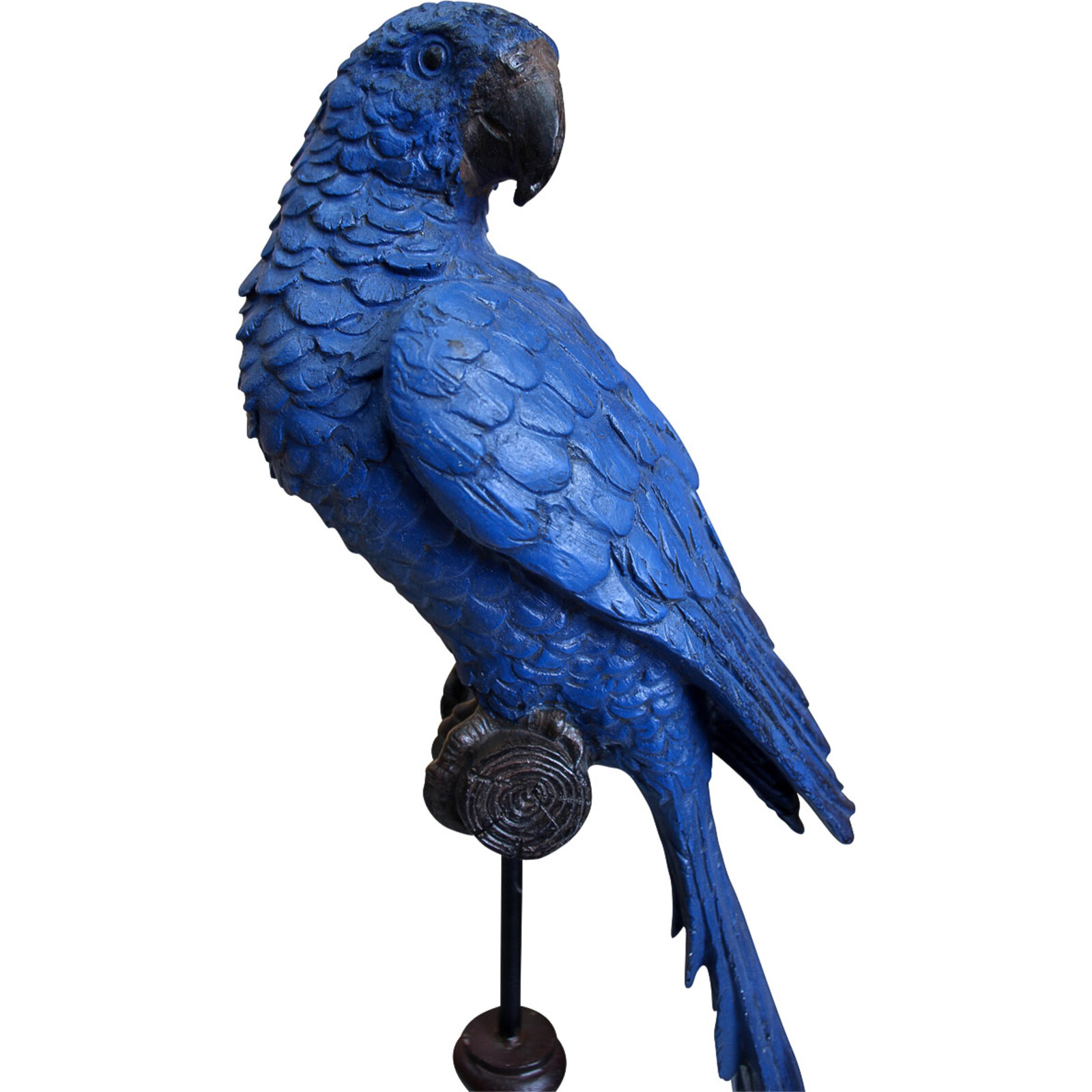 Parrot Jewel