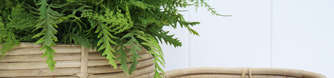 Fake Plants