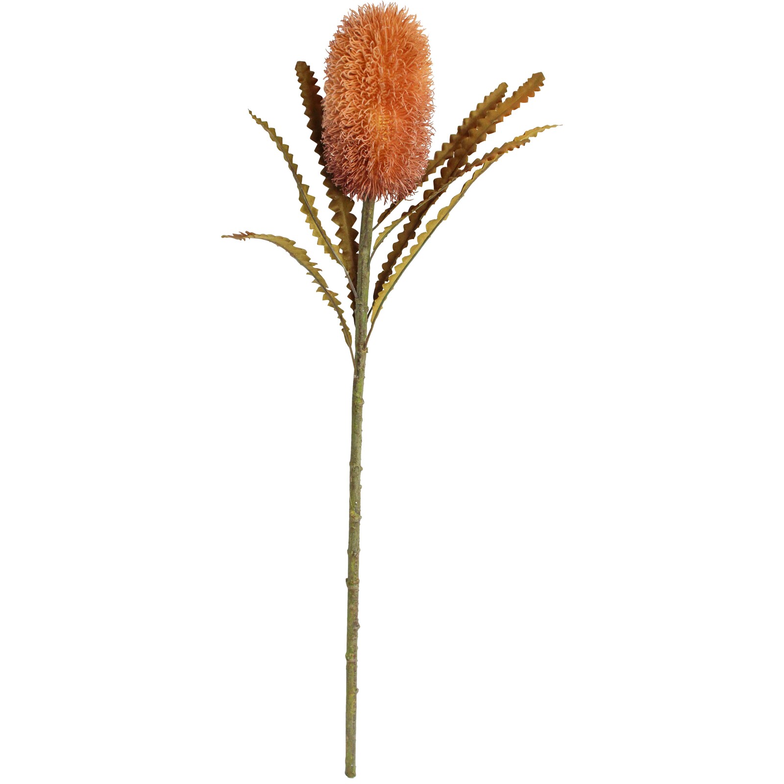 Banksia Stem Amber