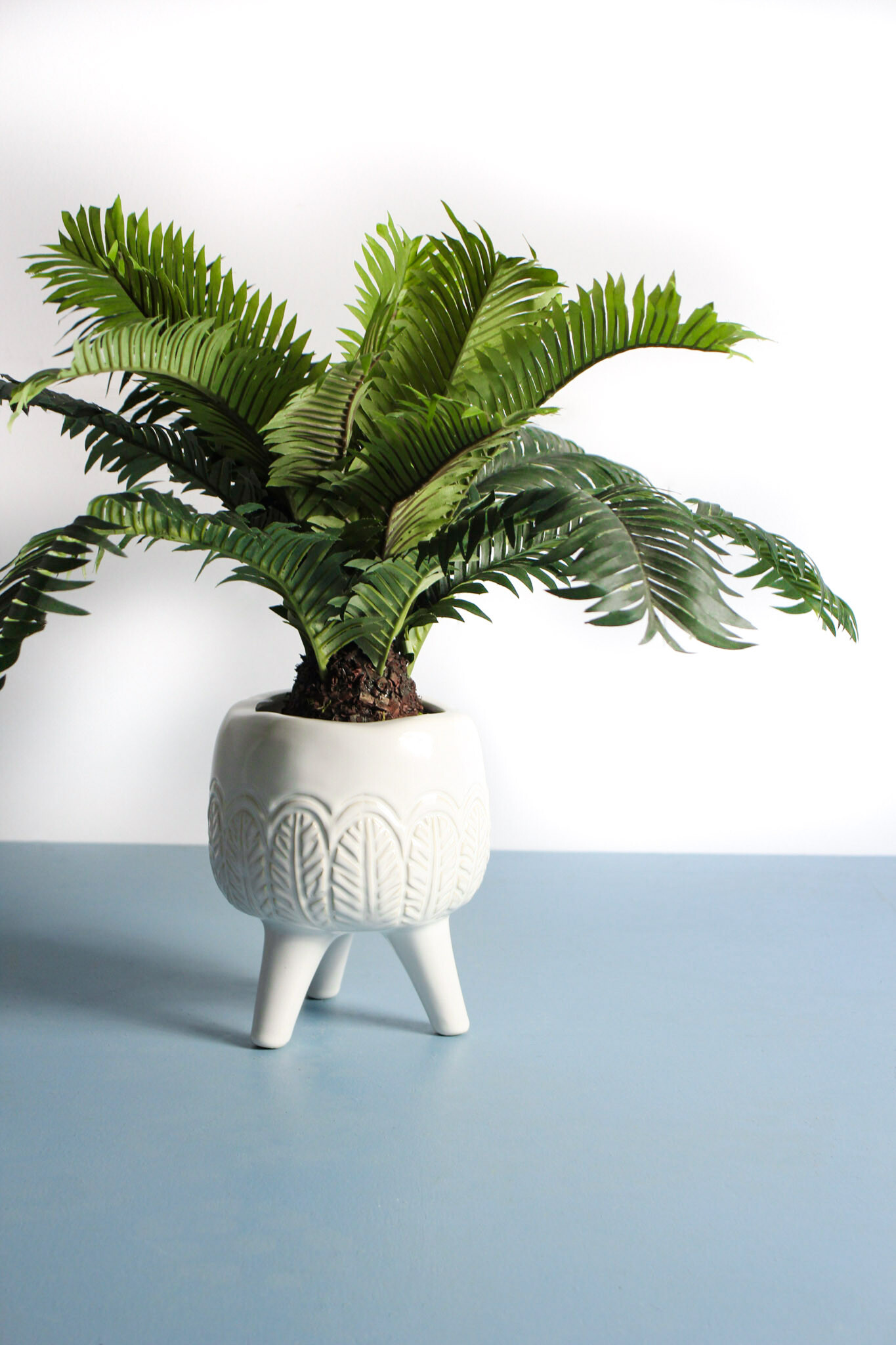 Planter Fern