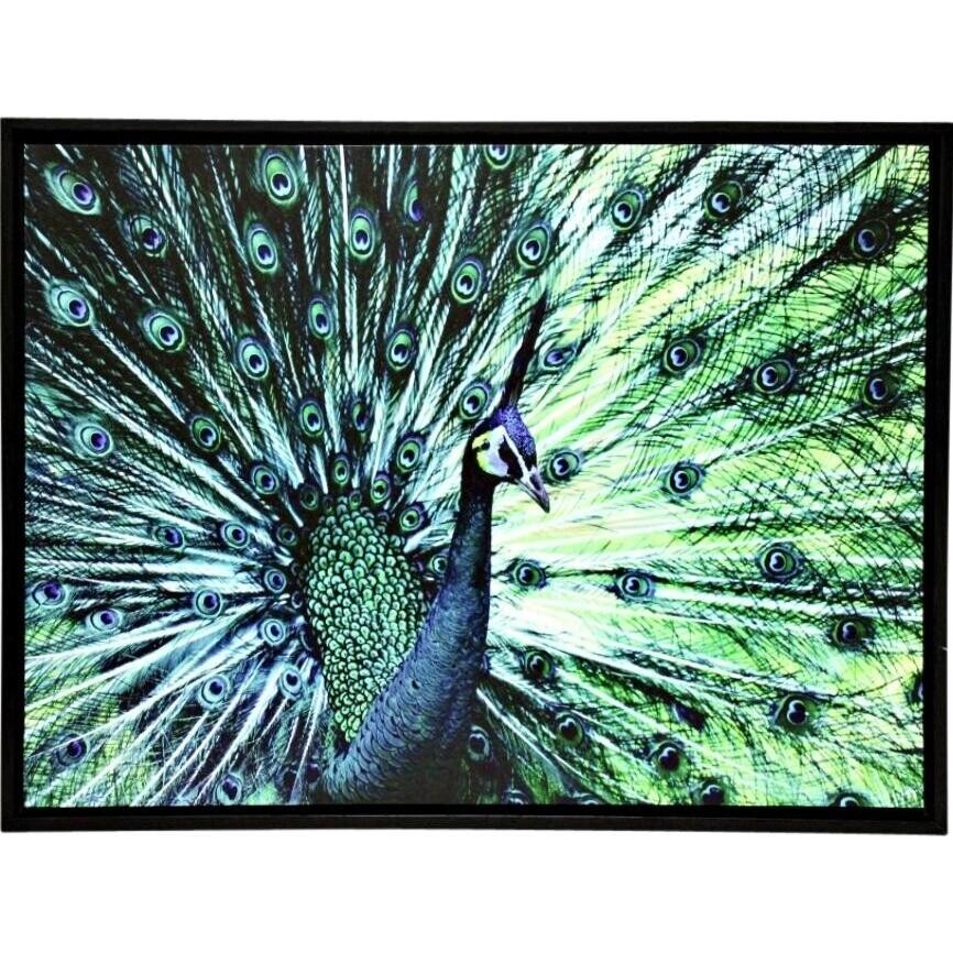 Canvas Print Majestic Peacock