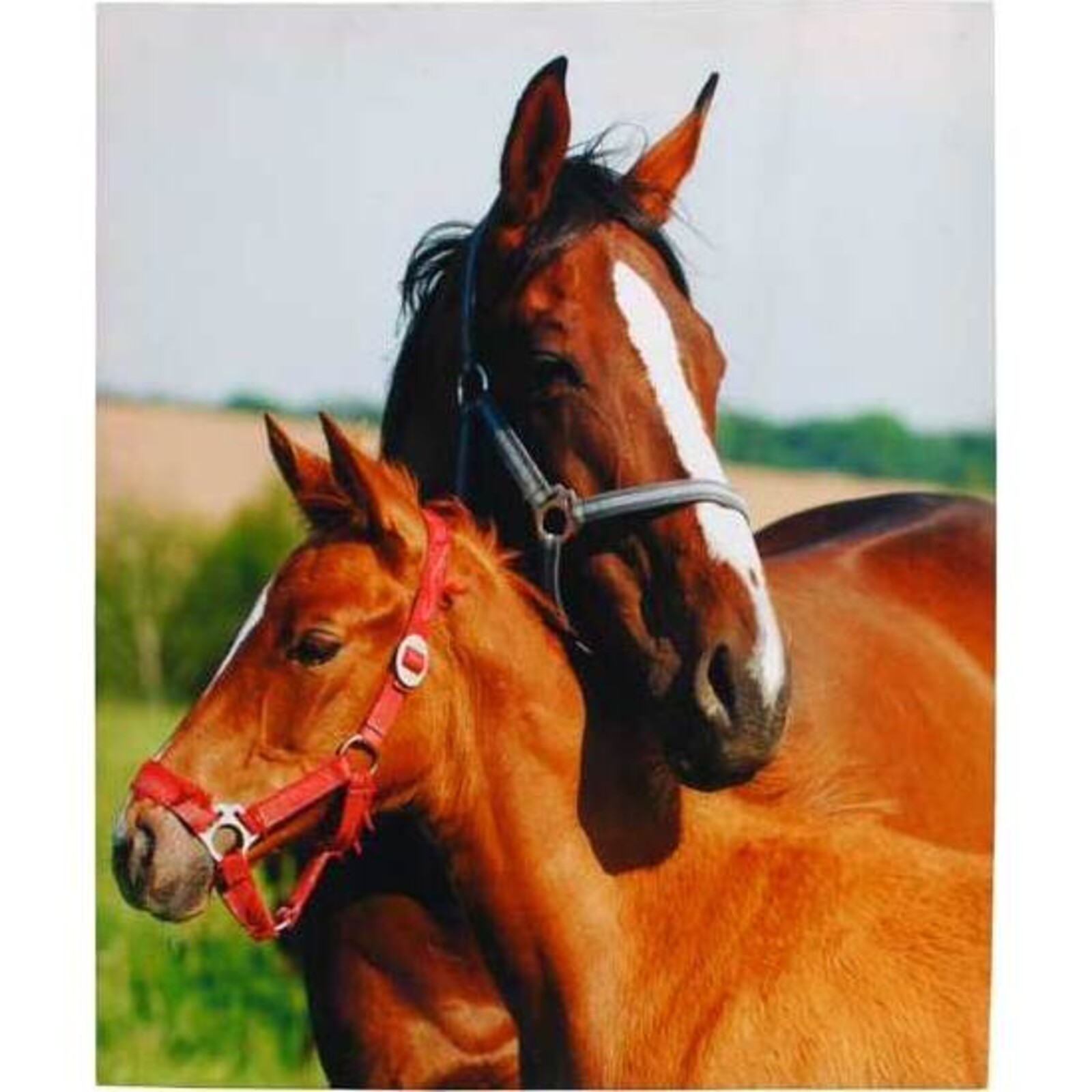 Canvas Horse & Foal