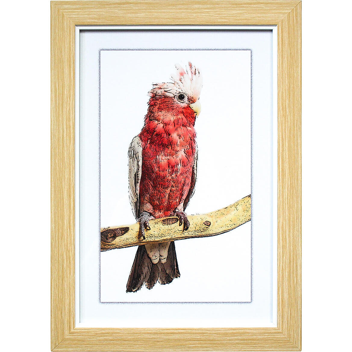 Framed Print Galah