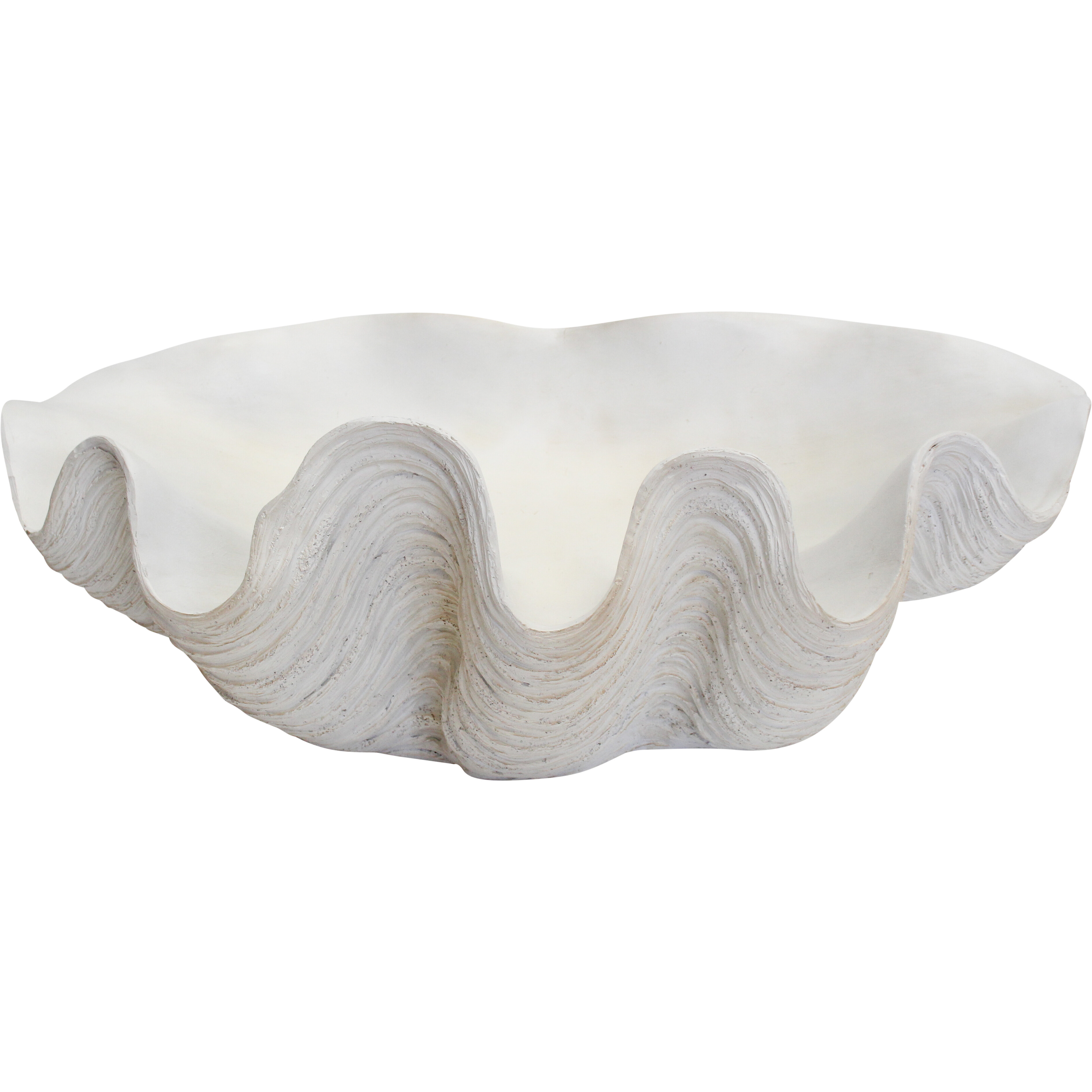 Clam Shell Giant White