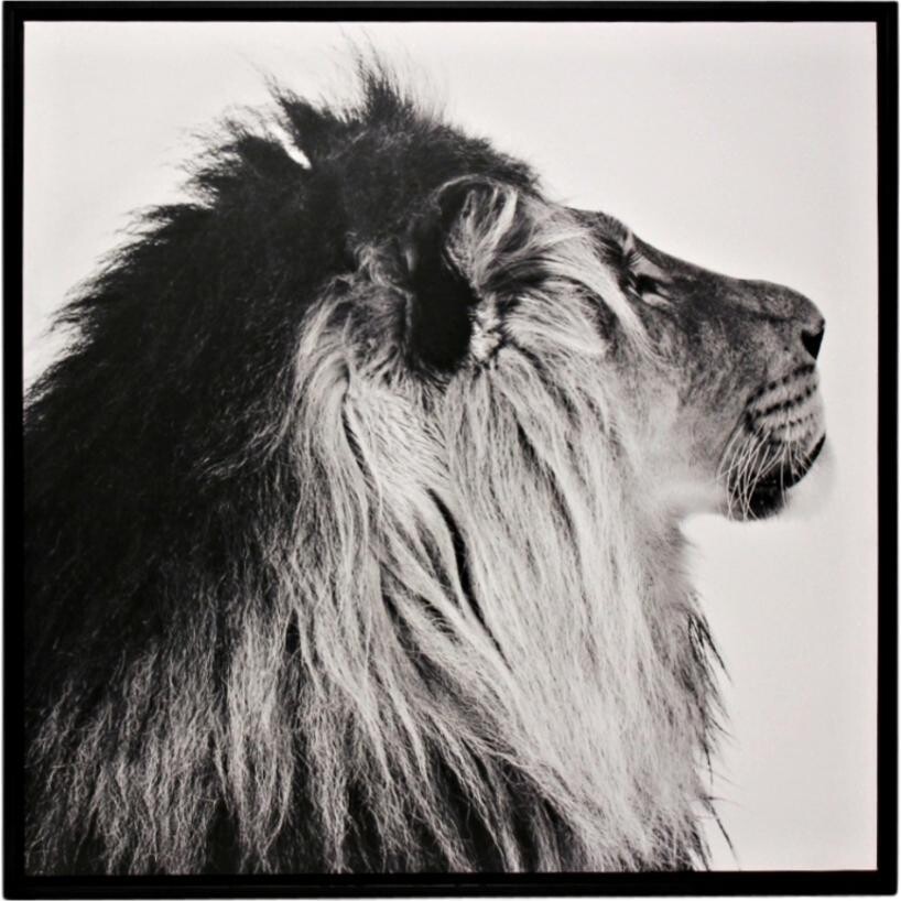 Framed Print Lion B/W