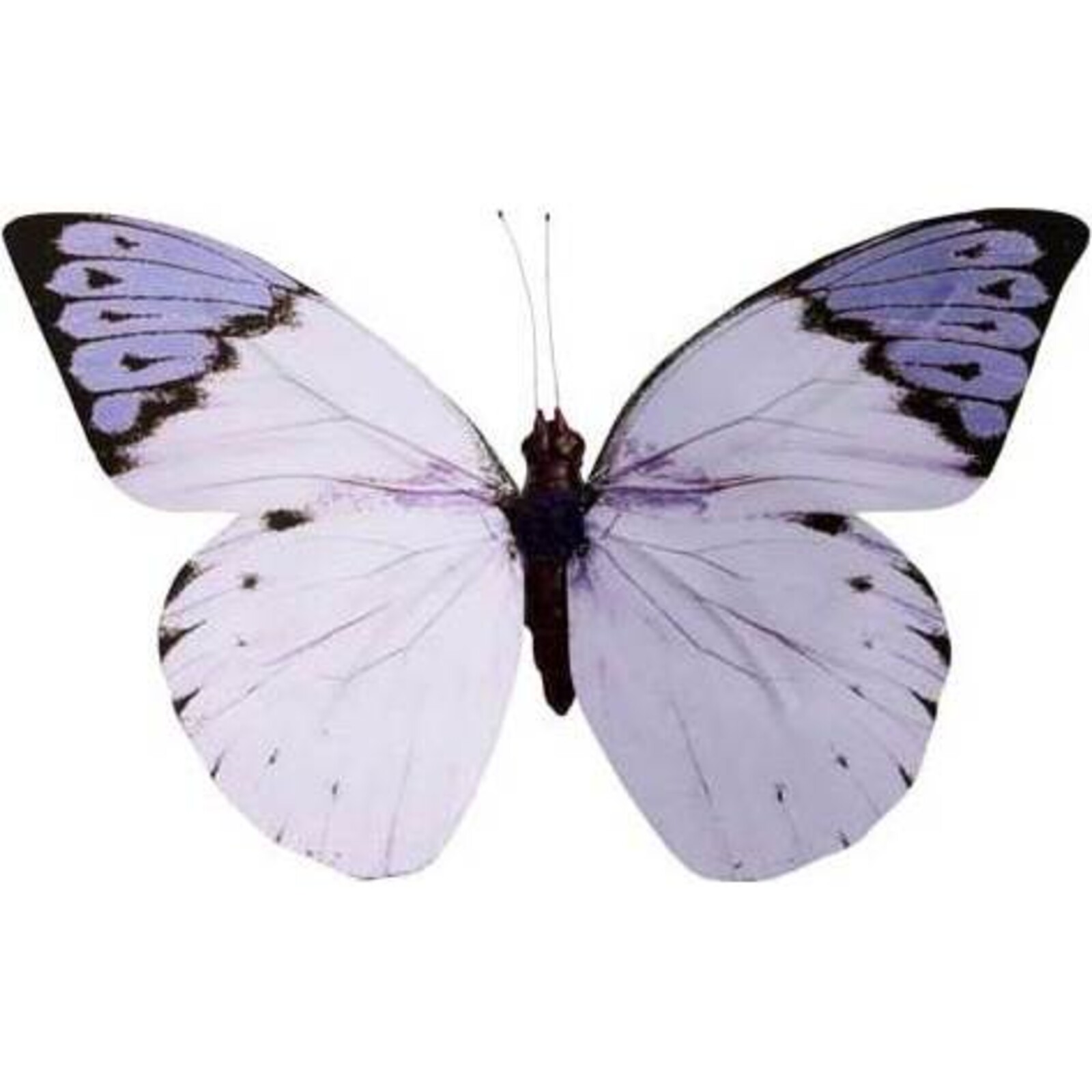  Butterfly Large - Double Purple