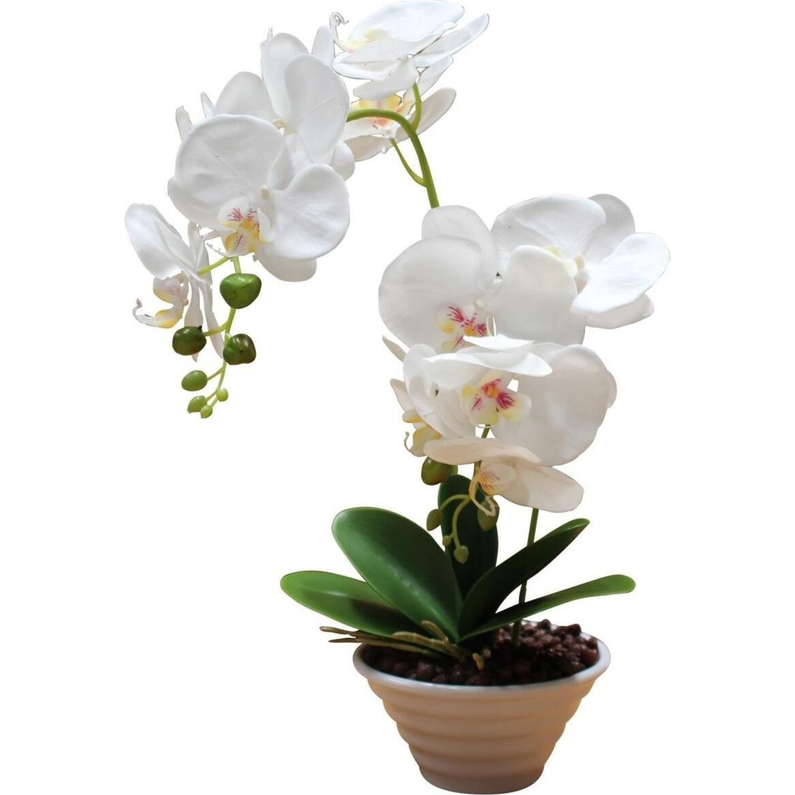 Imitation Orchid Tall White