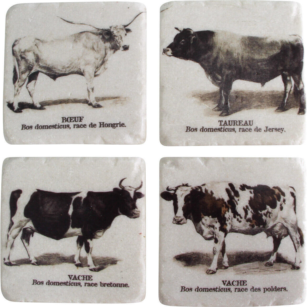 Coasters Cows S/4