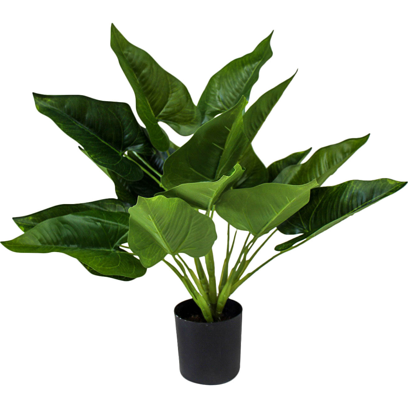 Philodendron Plant