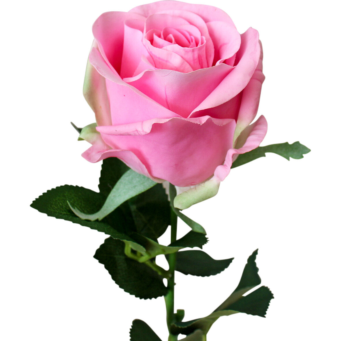 Long Stem Rose Pink