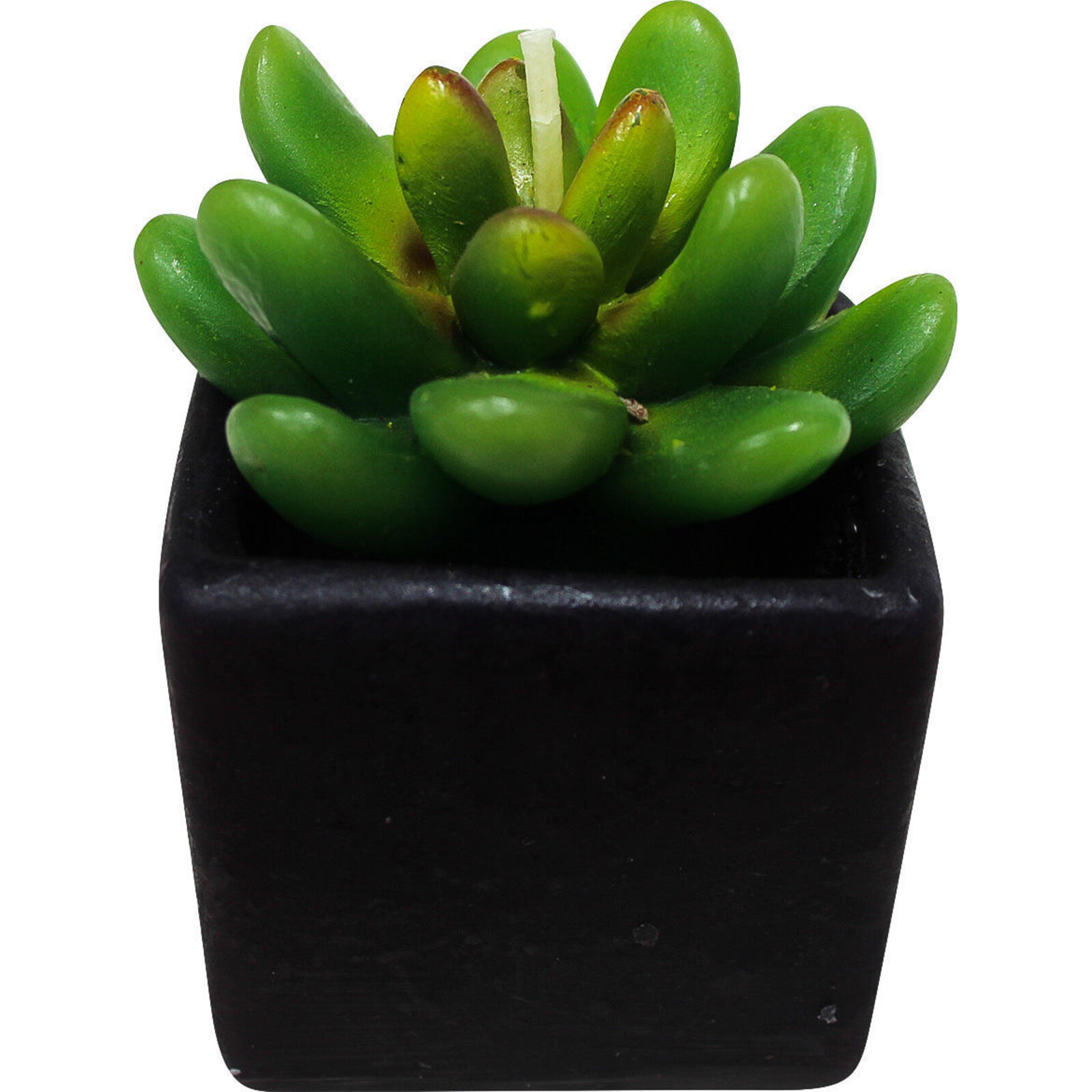 Candle Succulent Mini-A
