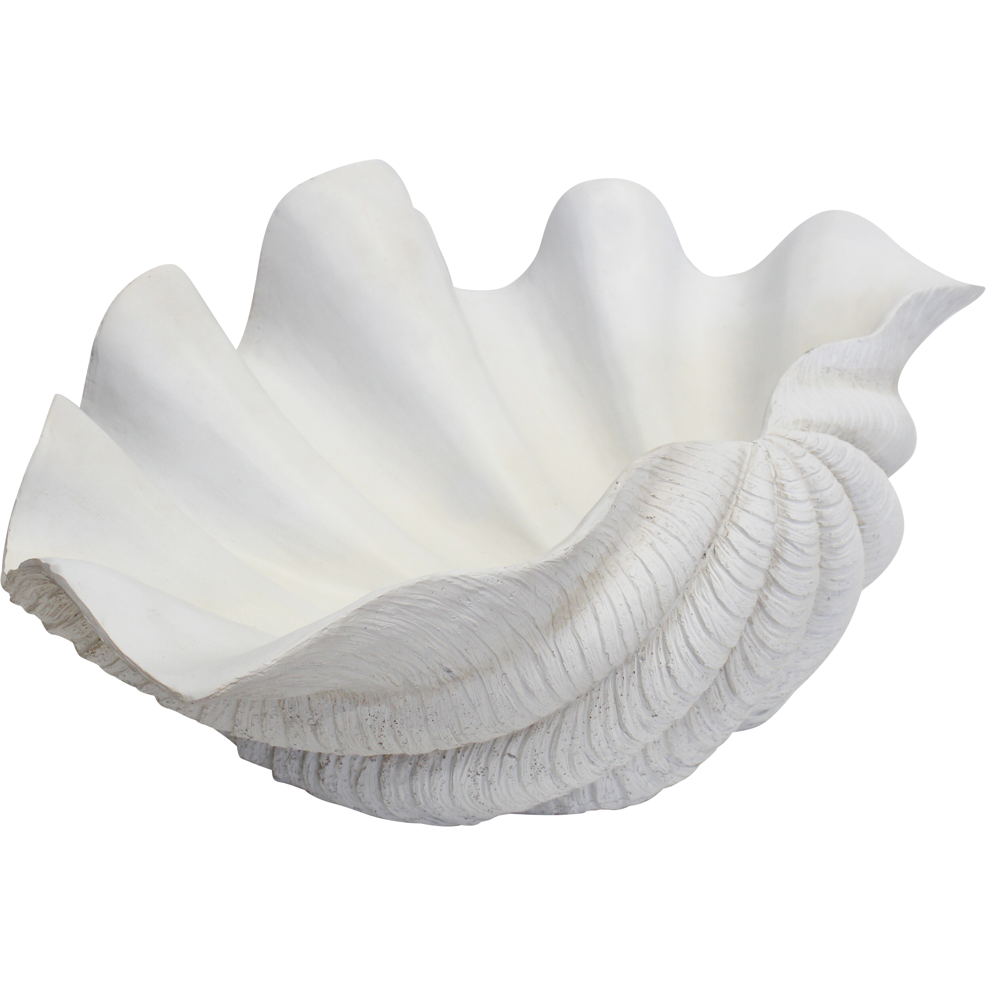 Clam Shell Giant White