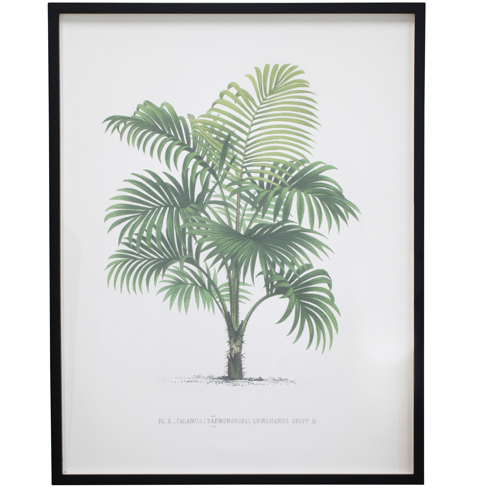 Framed Print Vintage Palm 1