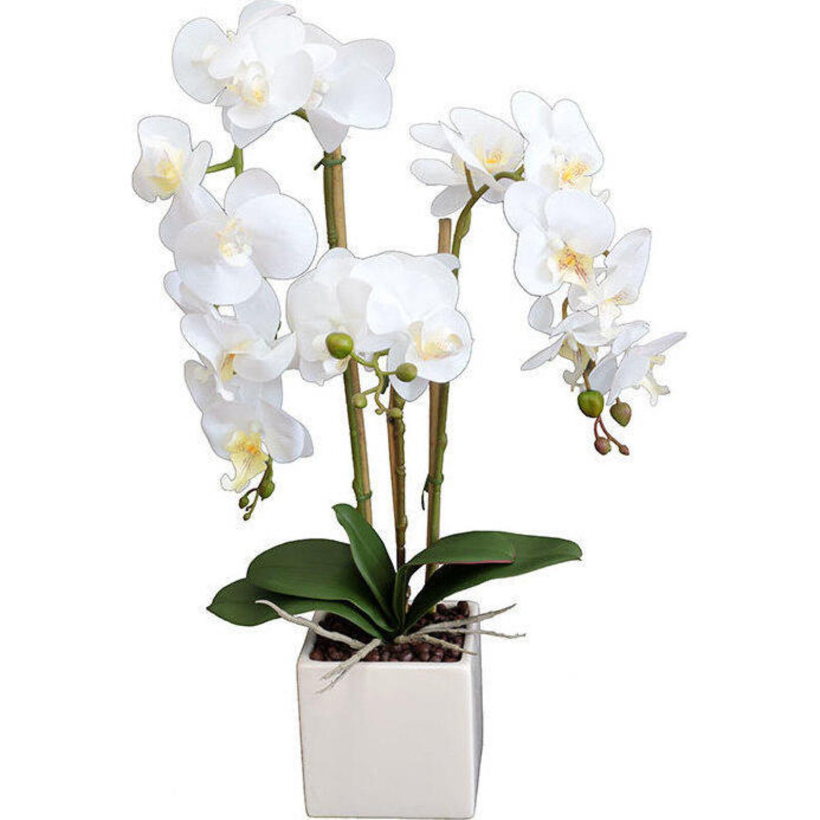 Imitation Orchid White Large