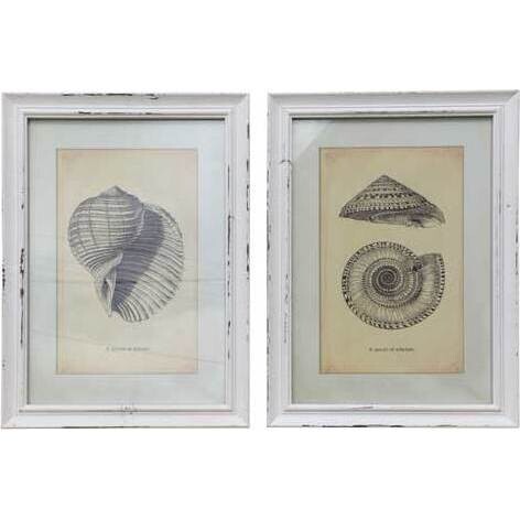 Framed Print Cowry