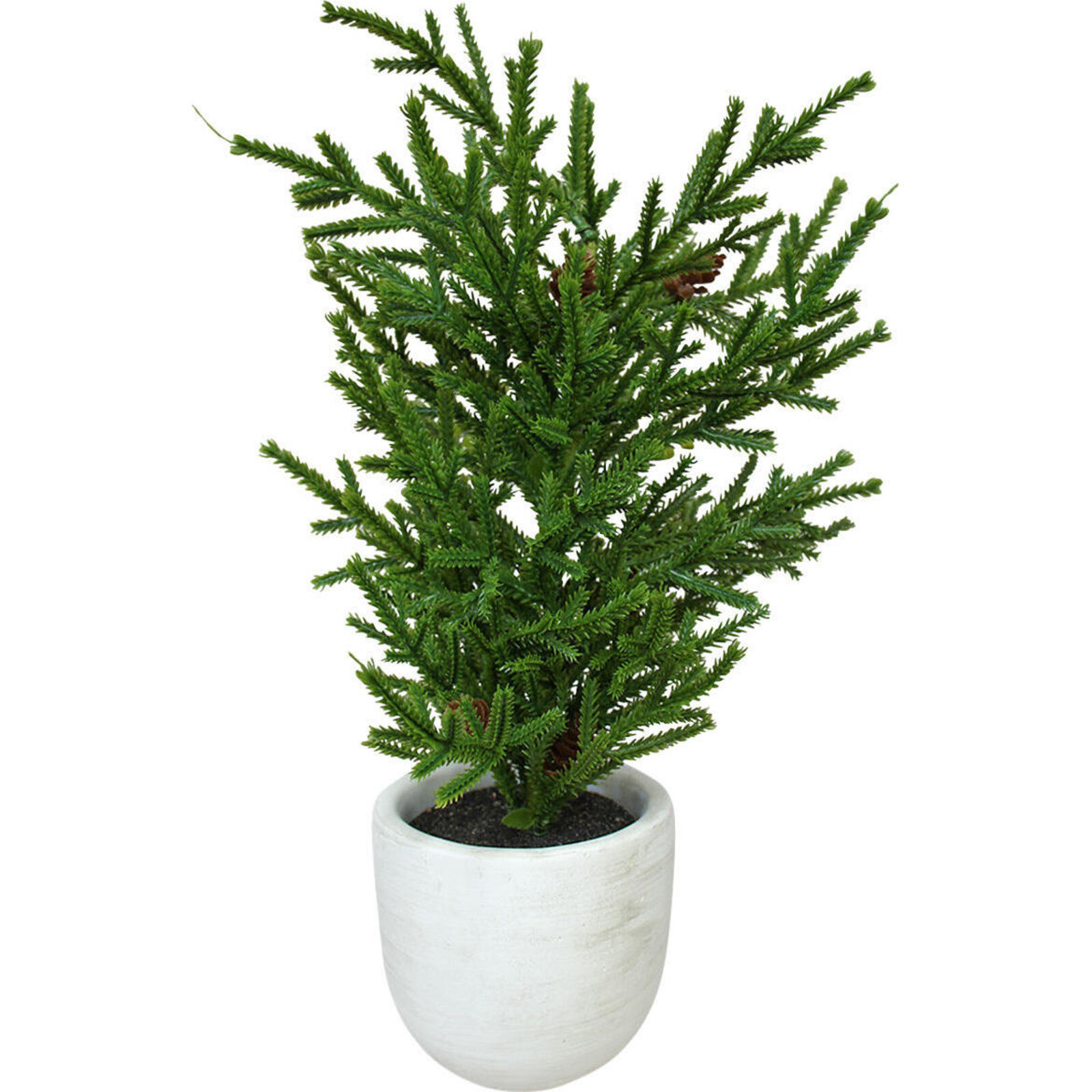 Christmas Tree Classic Potted