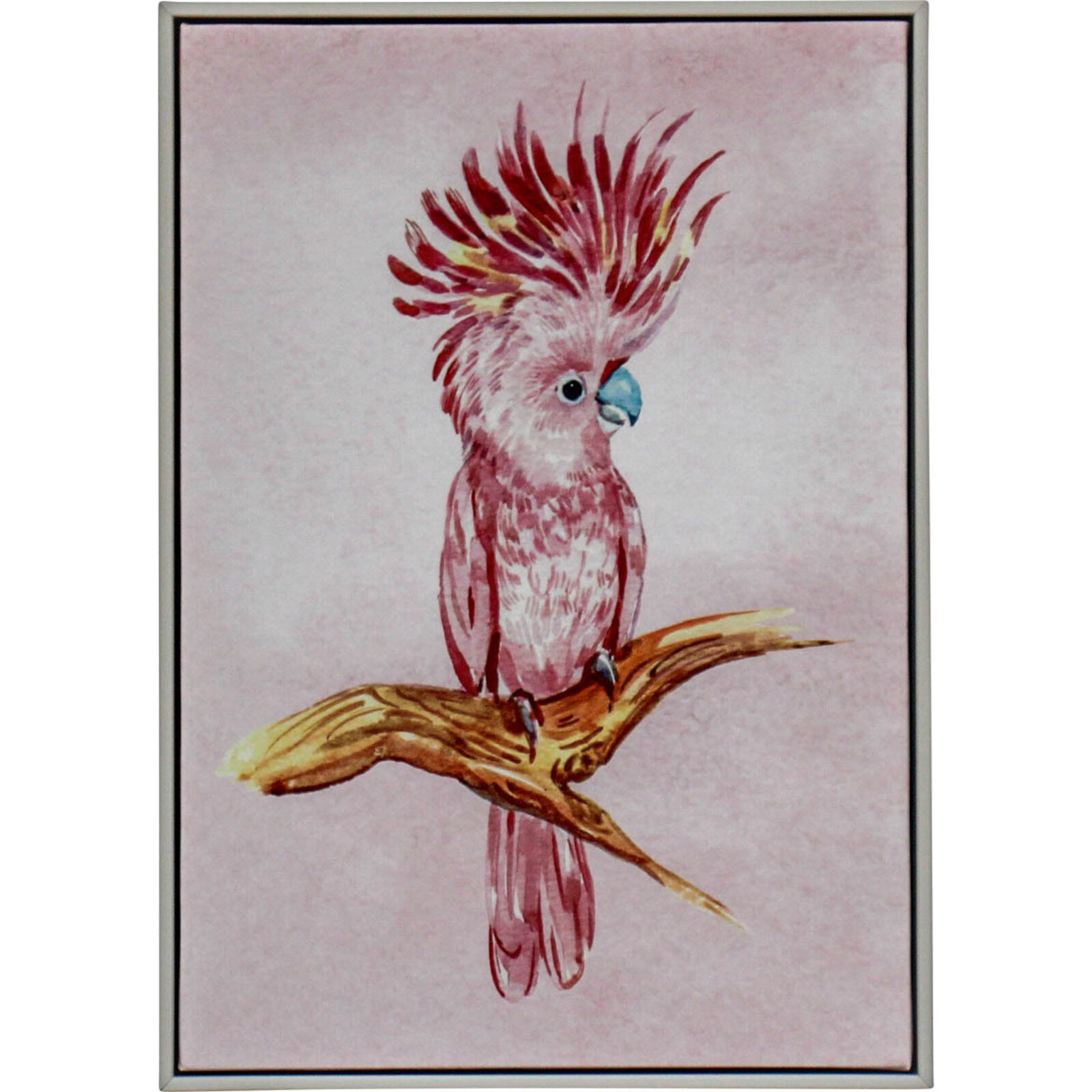 Framed Canvas Pink Cockatoo