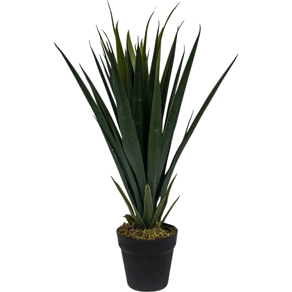 Pandanus Plant Green