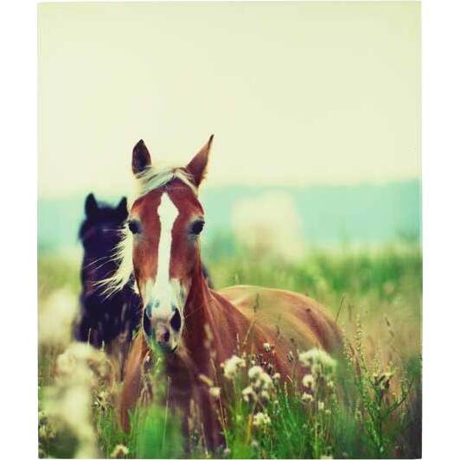 Canvas Print Meadow Horses