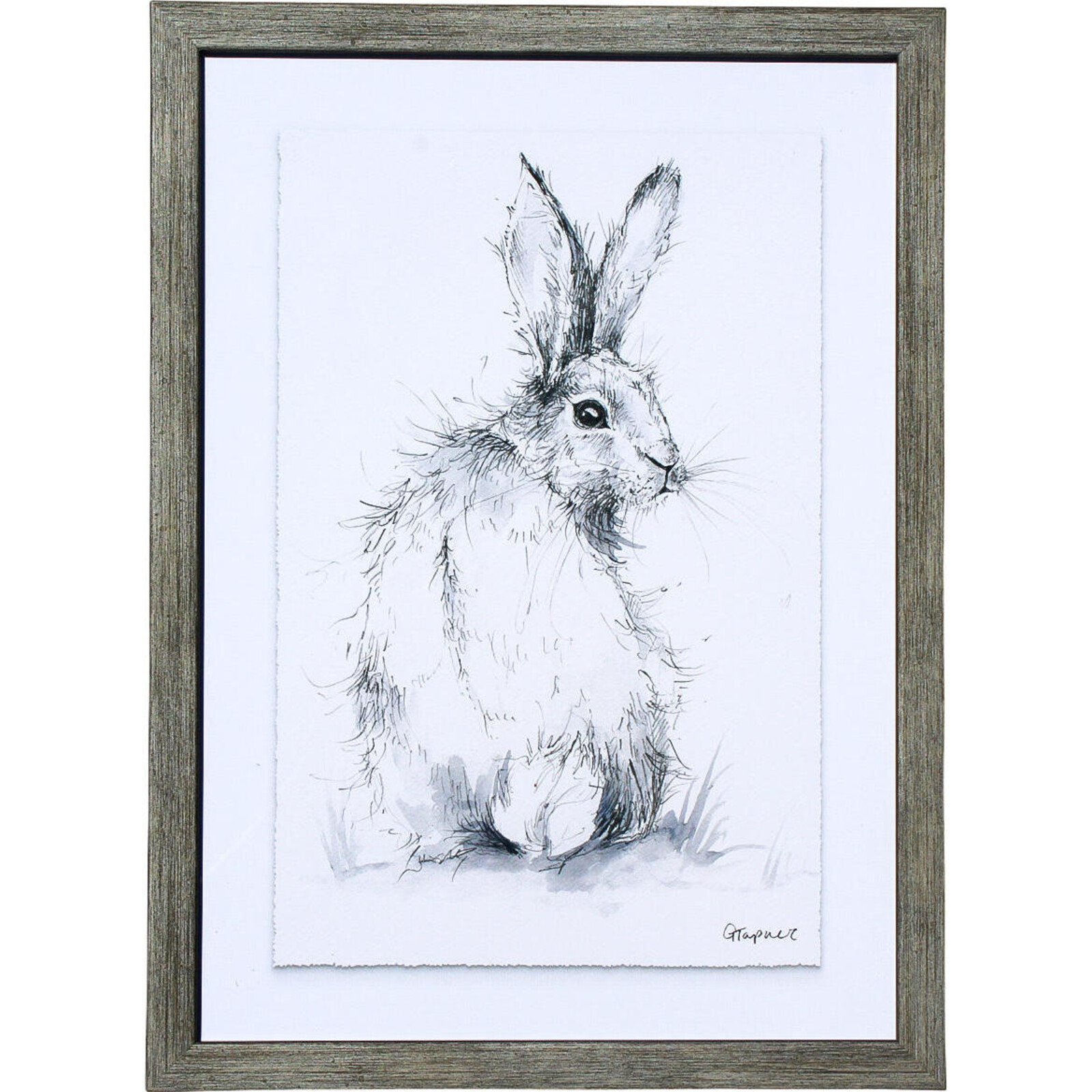 Framed Print Rabbit