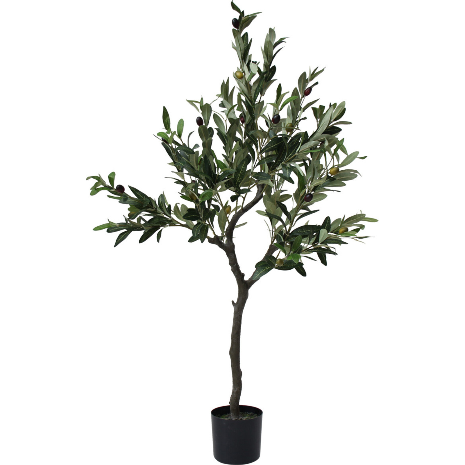 Olive Tree Lrg