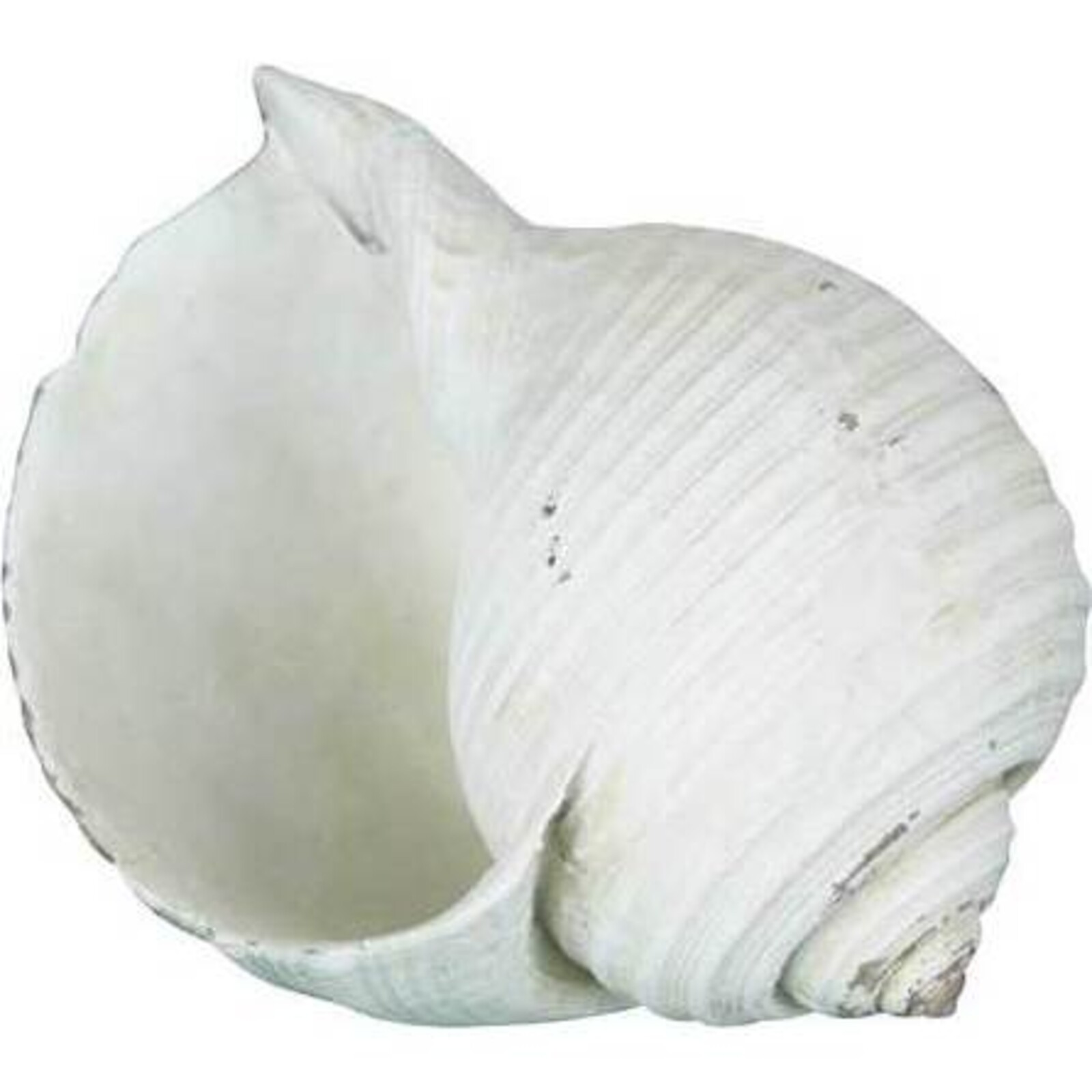 Décor Shell Conch