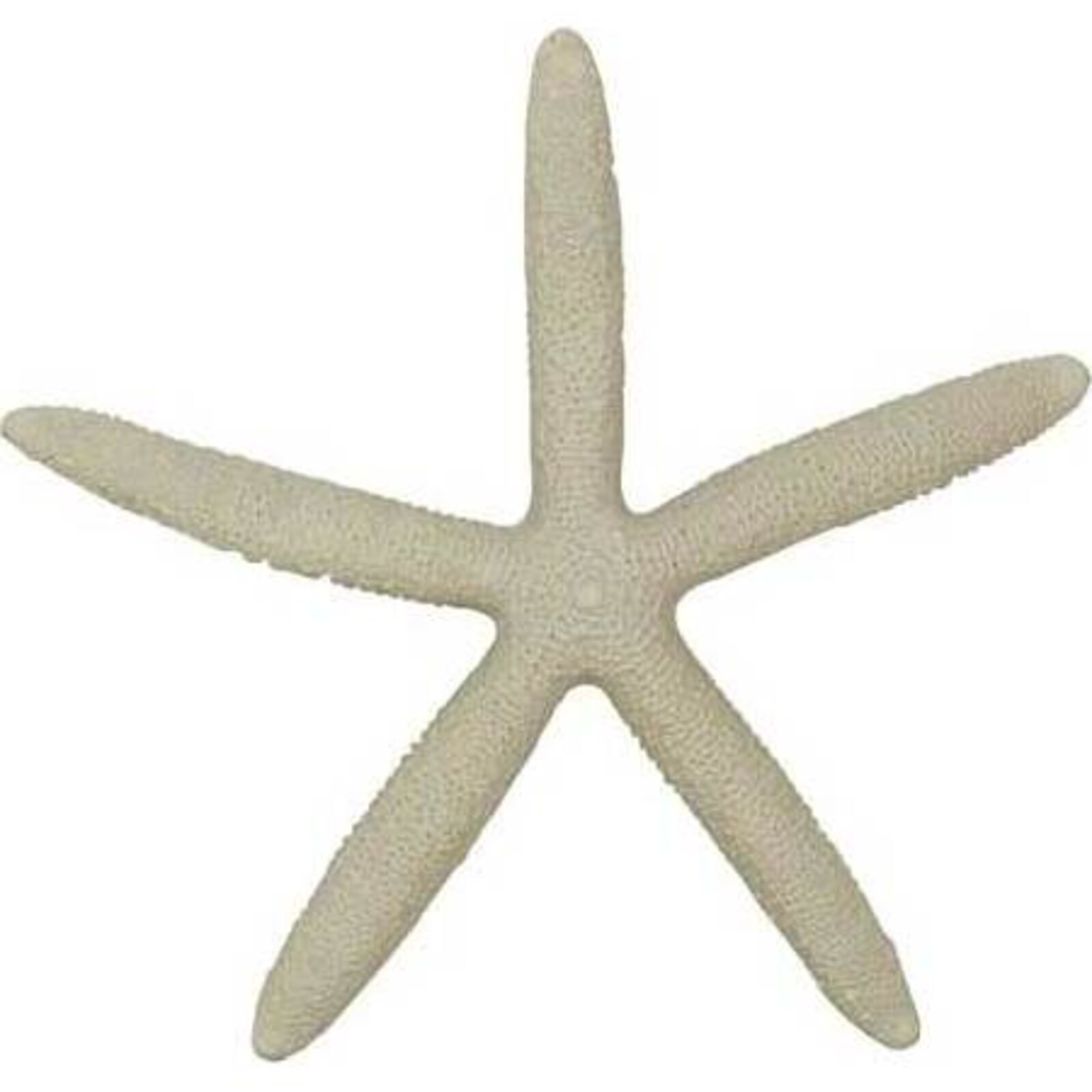 Starfish Cream