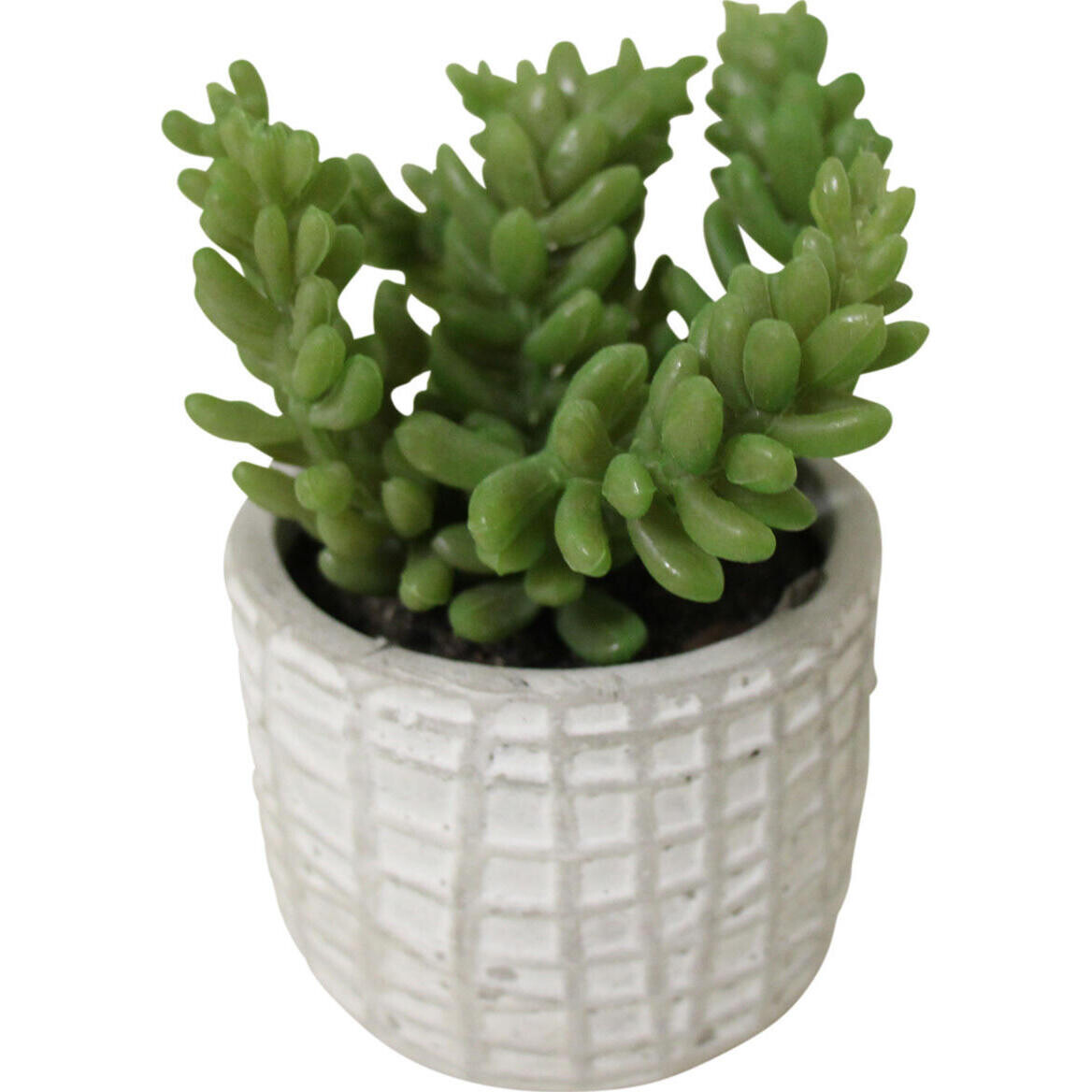 Fake Succulent Textured 3