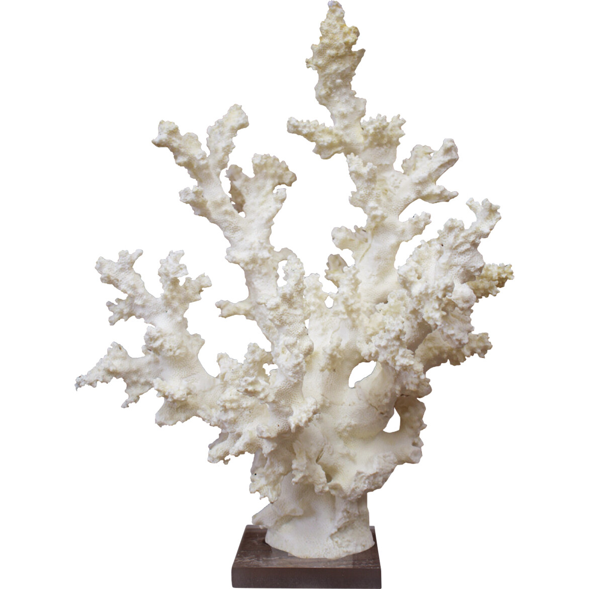 Coral Medina White