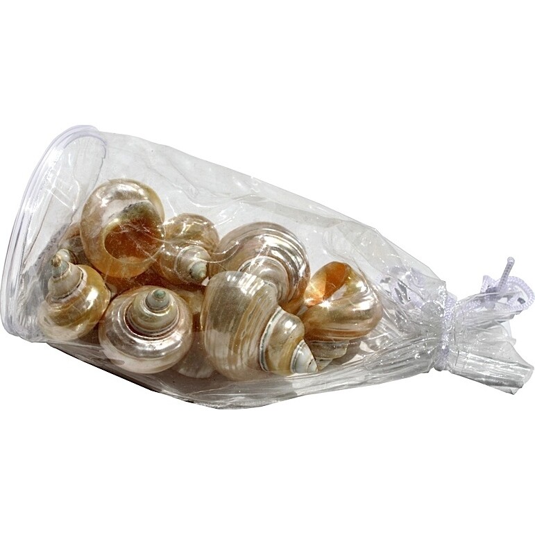 Shell Bag - Pearl Turbo