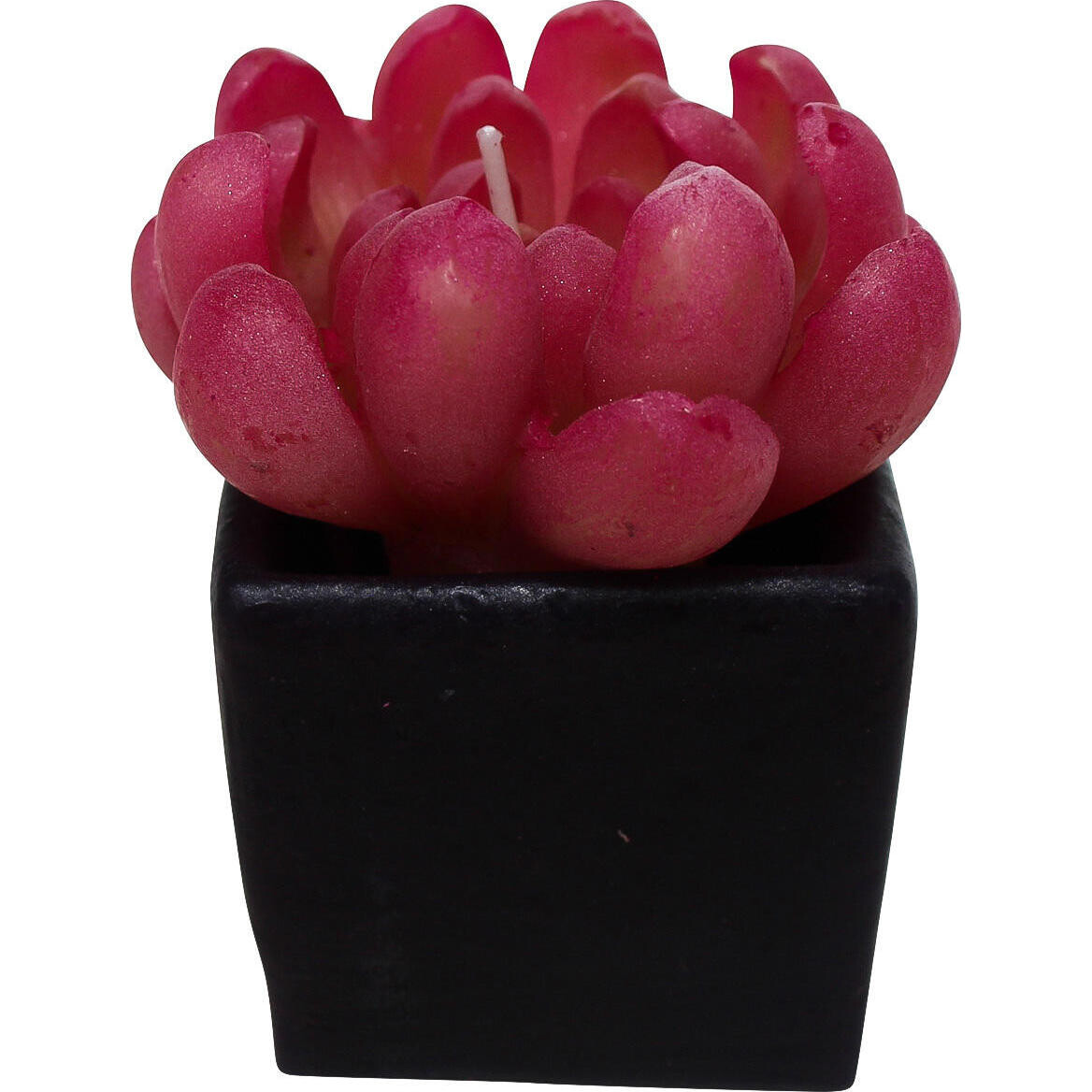 Candle Succulent-C Sm