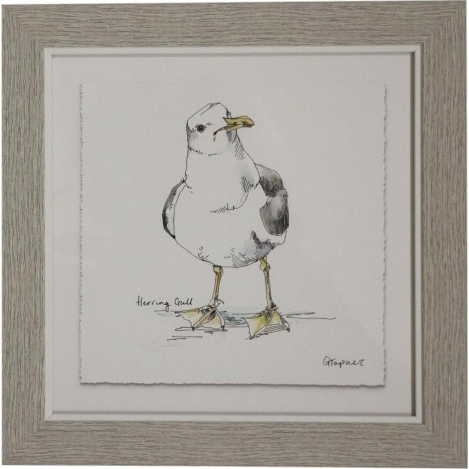 Framed Print Gull