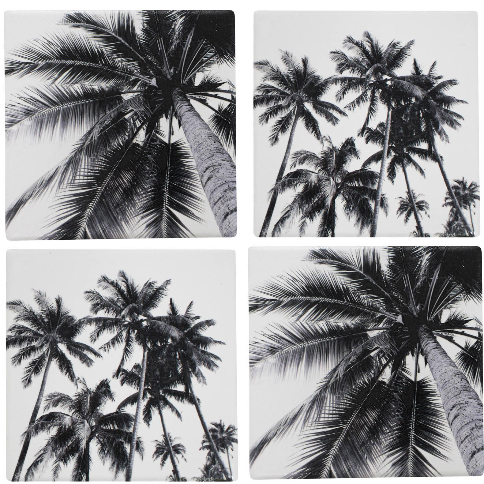 Coasters B/w Palms