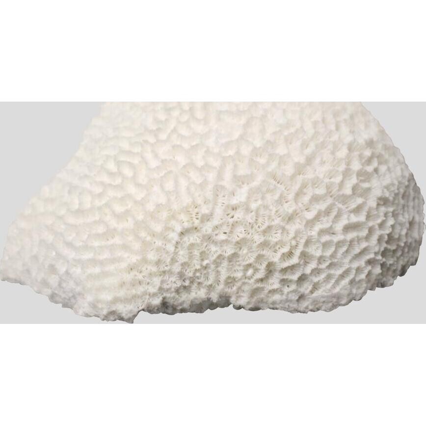 Coral Brainia White