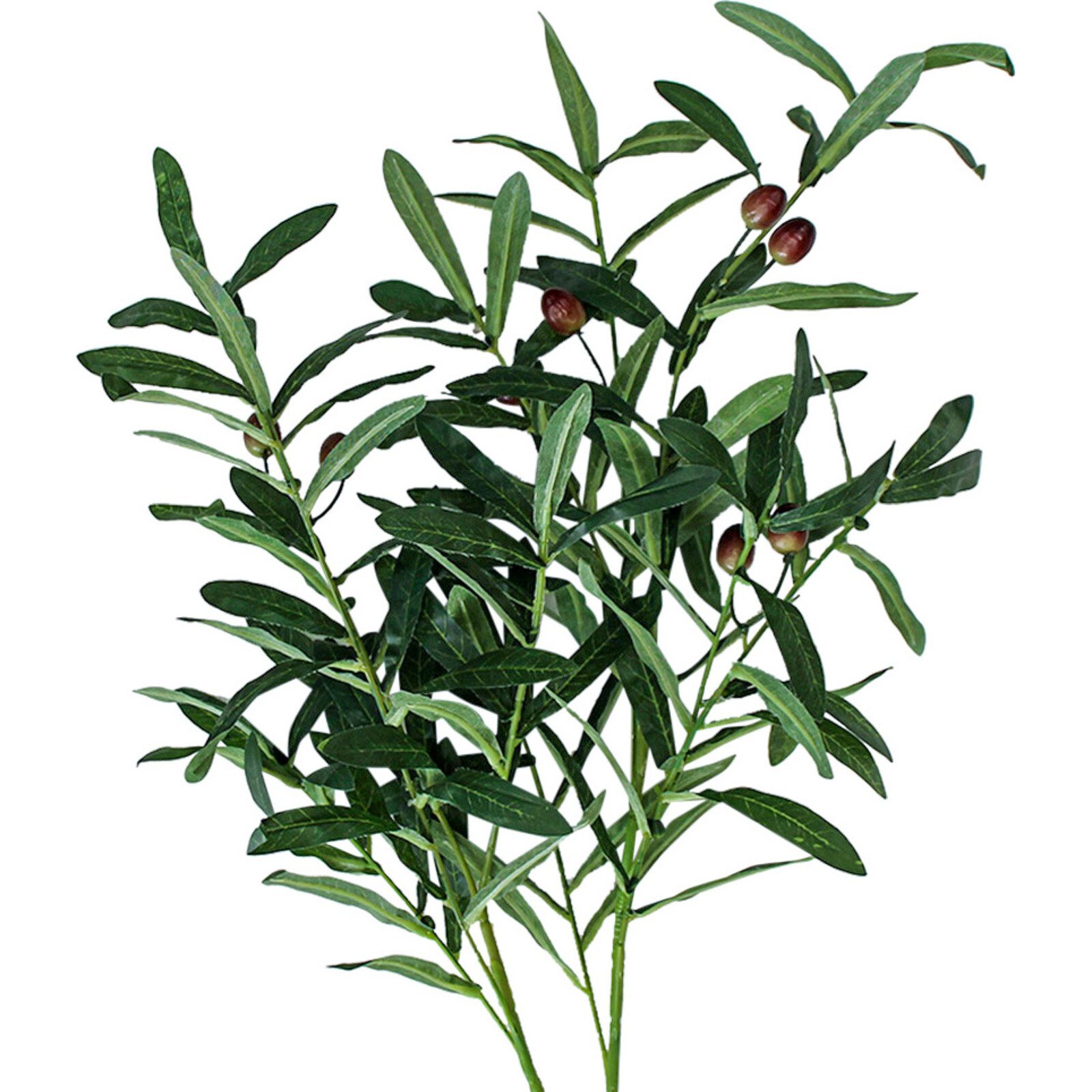 Stem Olive Branch