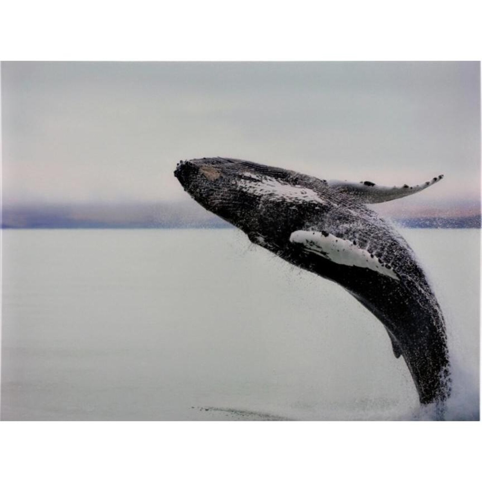 Glass Art Whale Dive