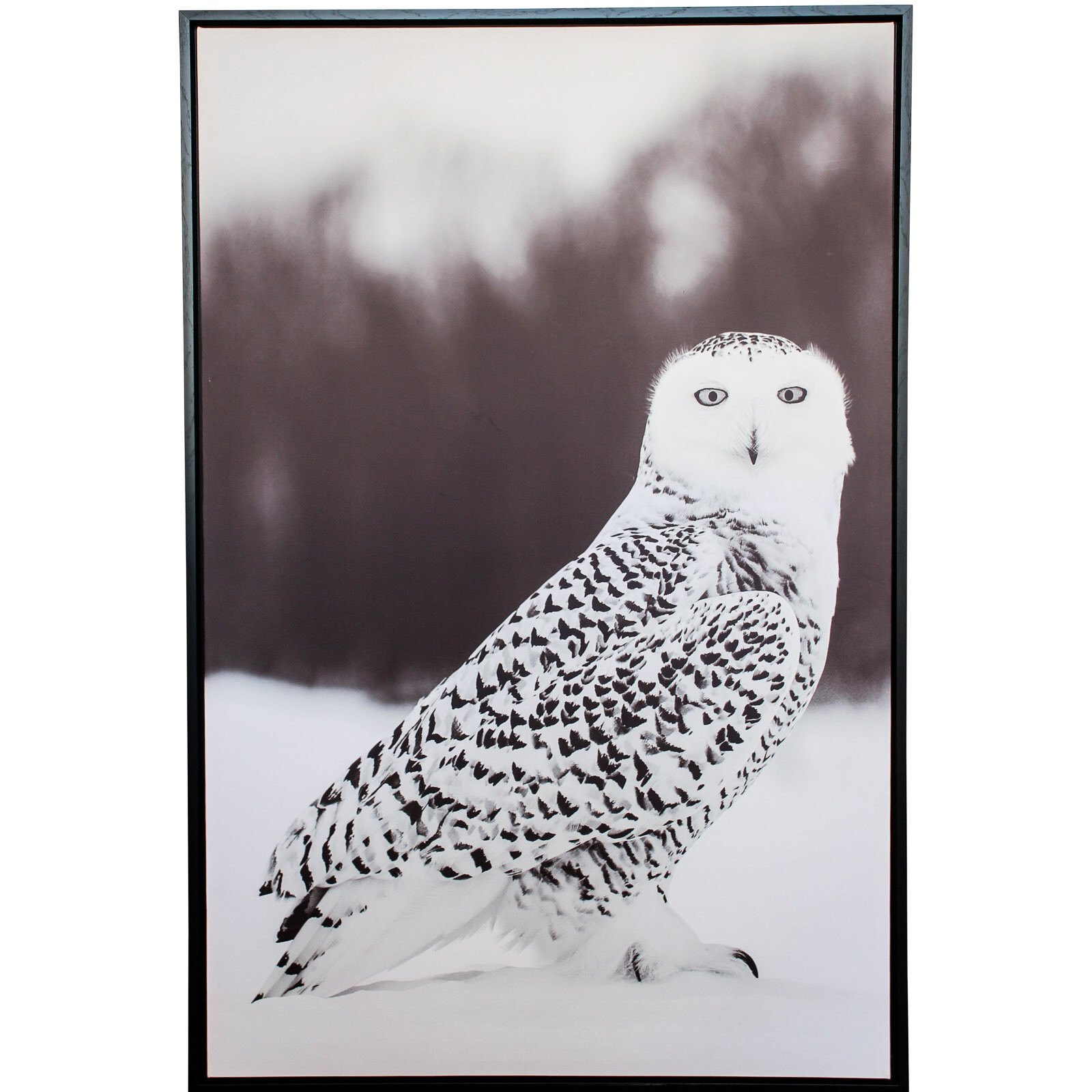 Framed Canvas Snowy Owl 1