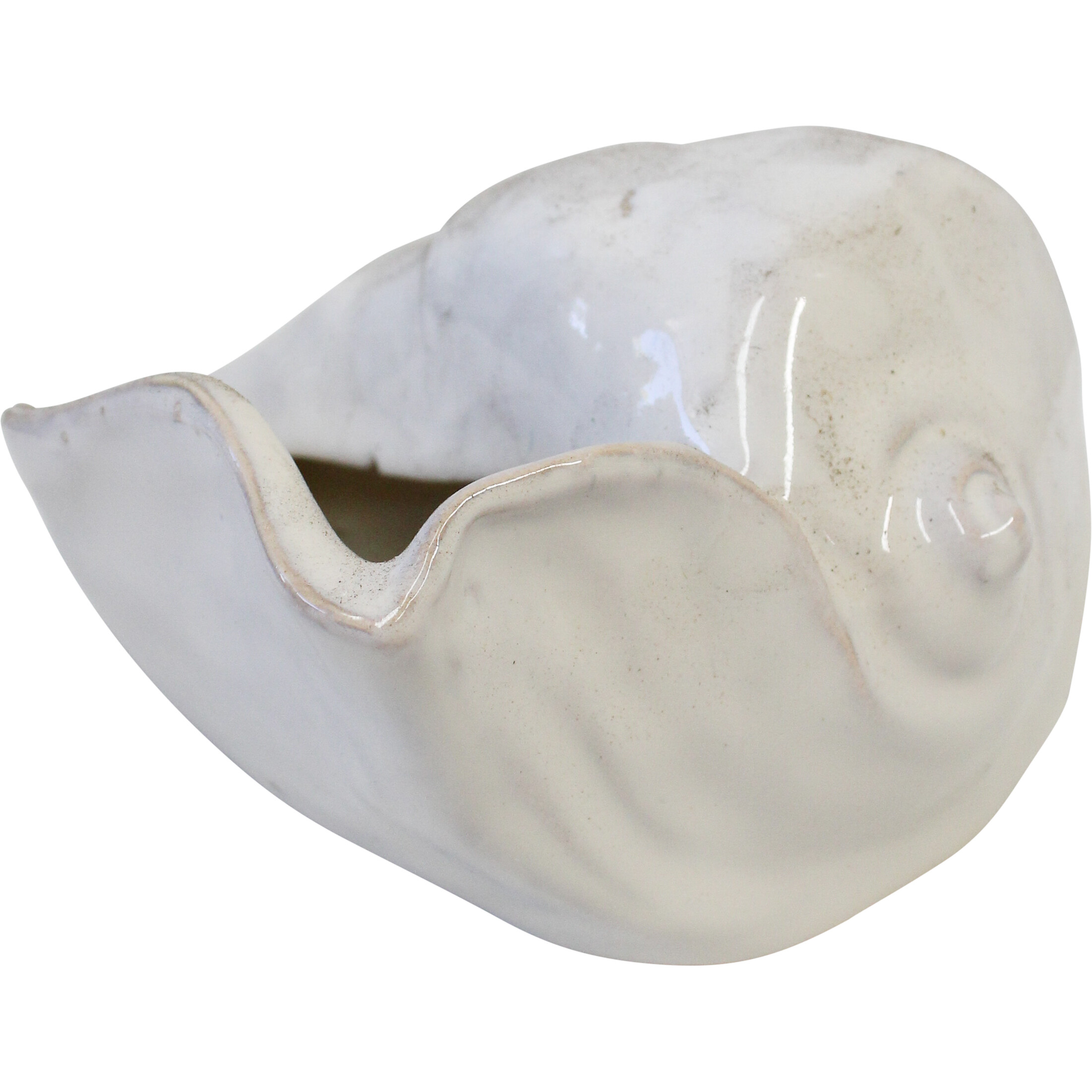 Shell Ivory