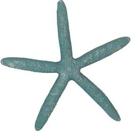 Starfish Aqua