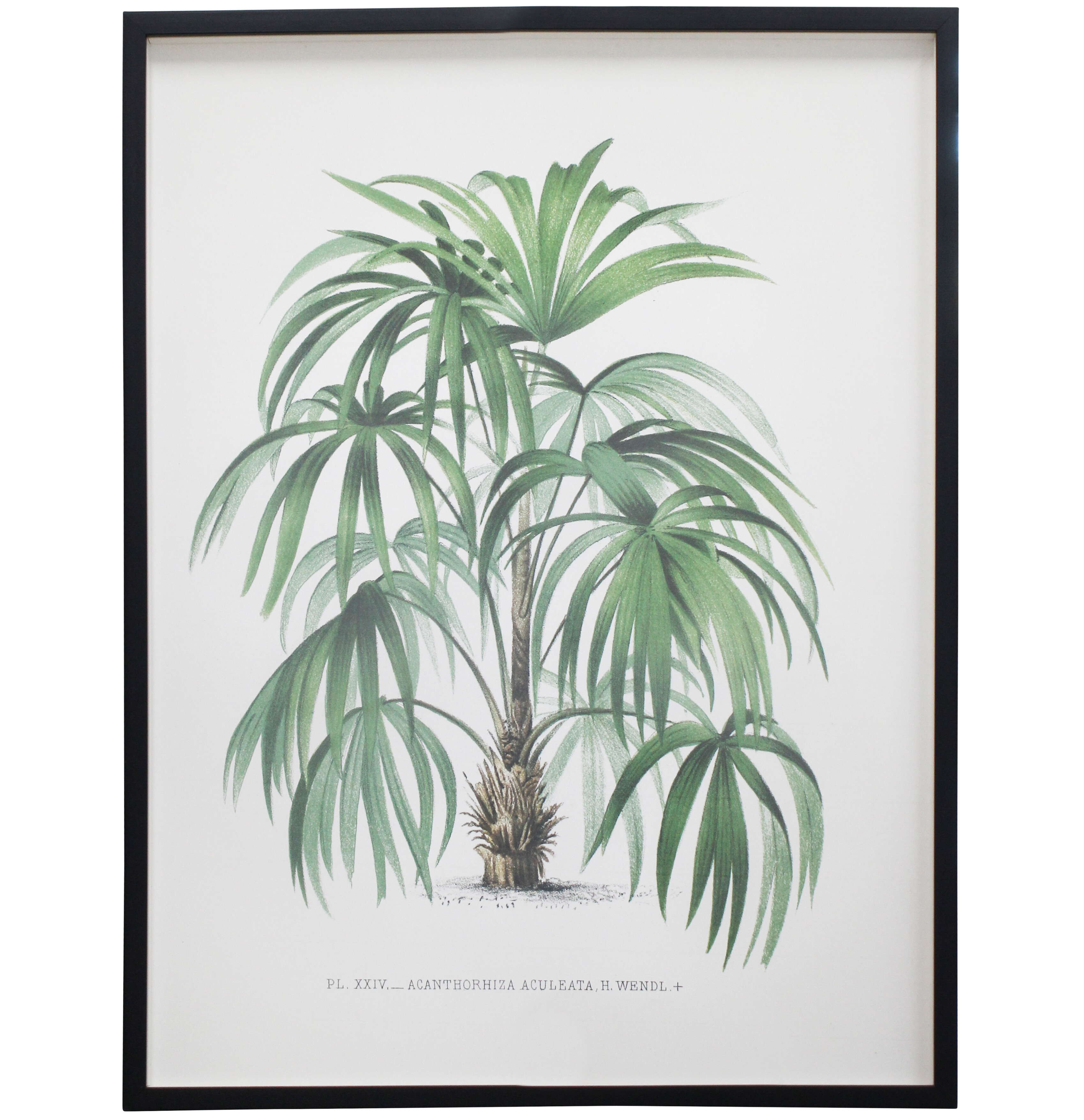 Framed Print Vintage Palm 2