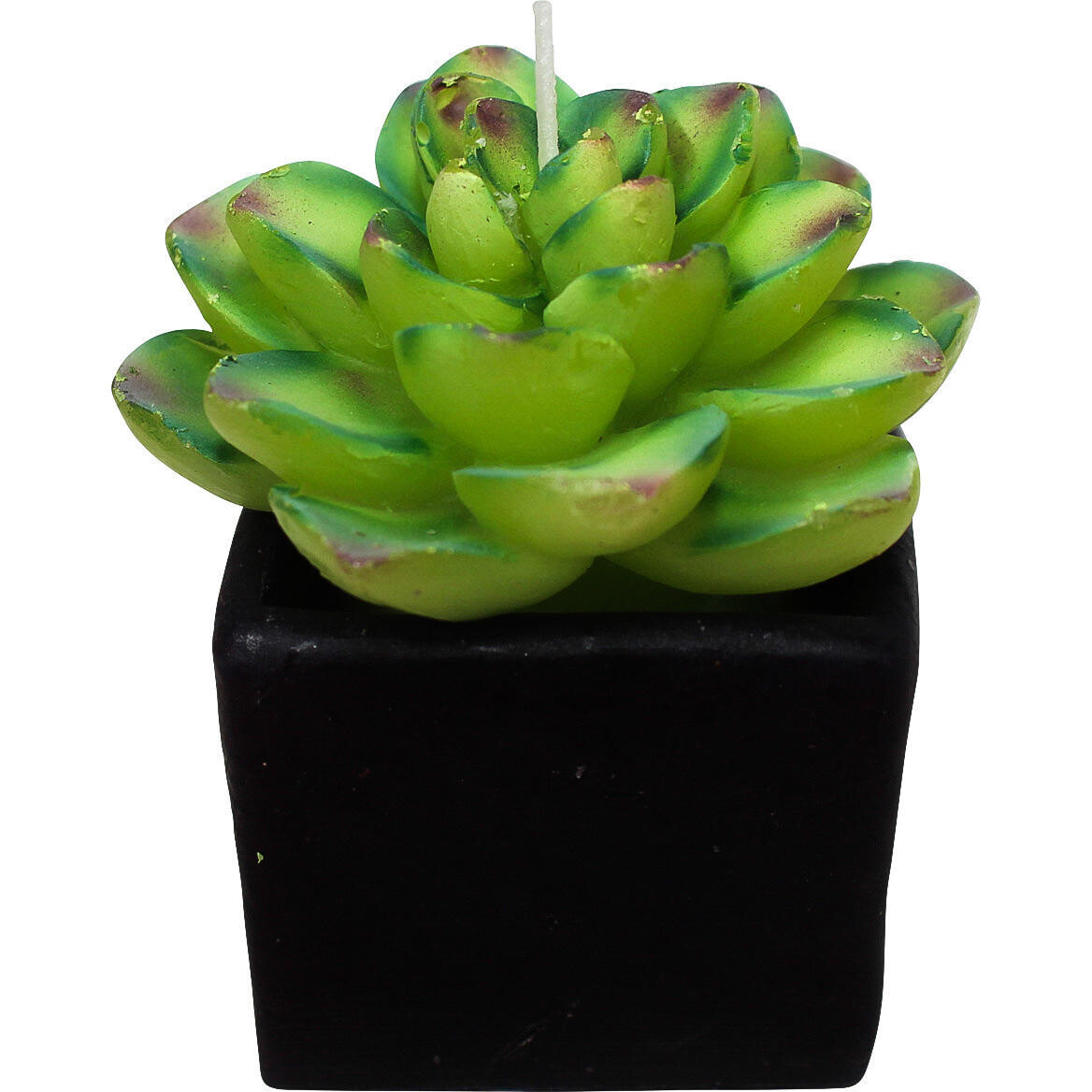 Candle Succulent Mini-C