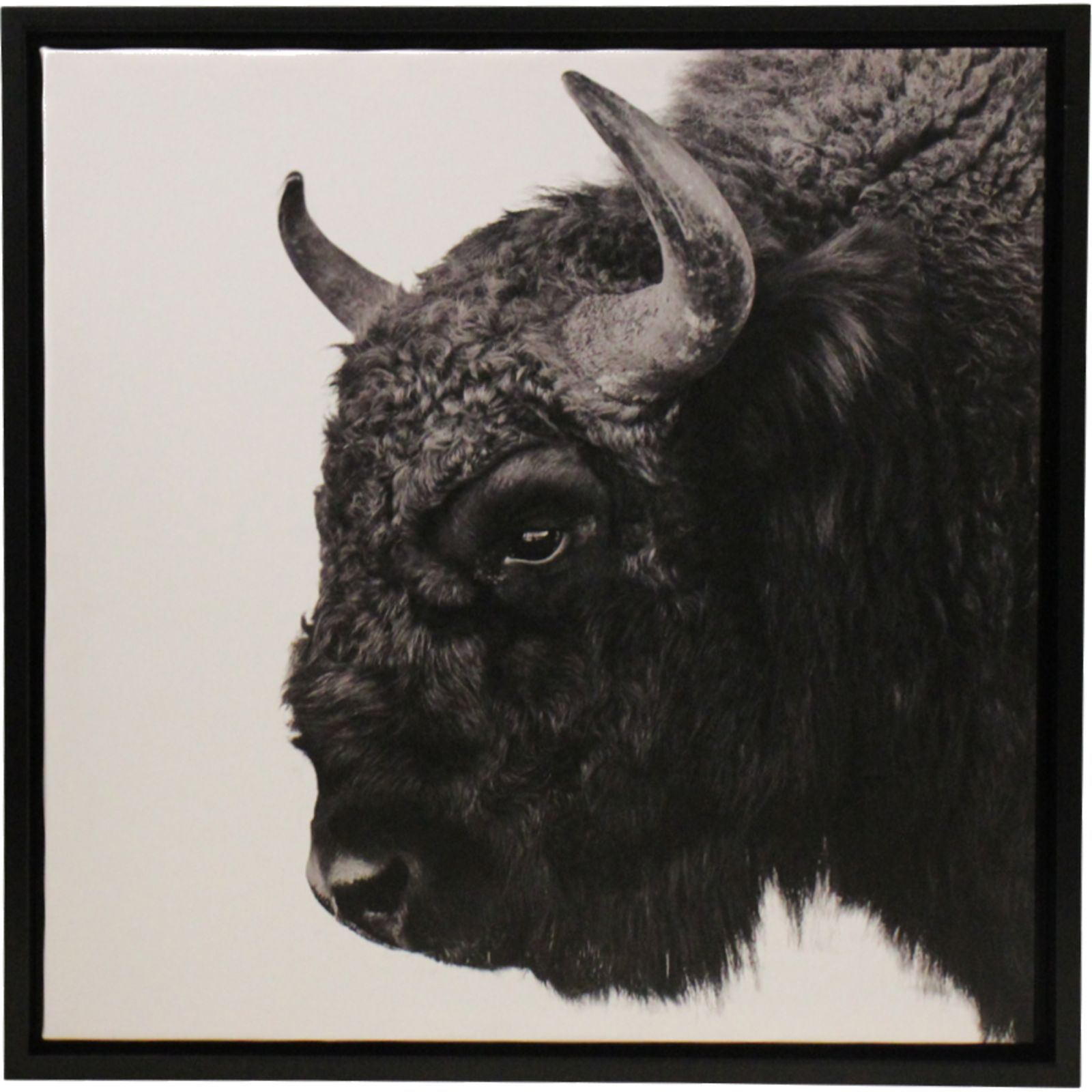 Framed Canvas Bison 2