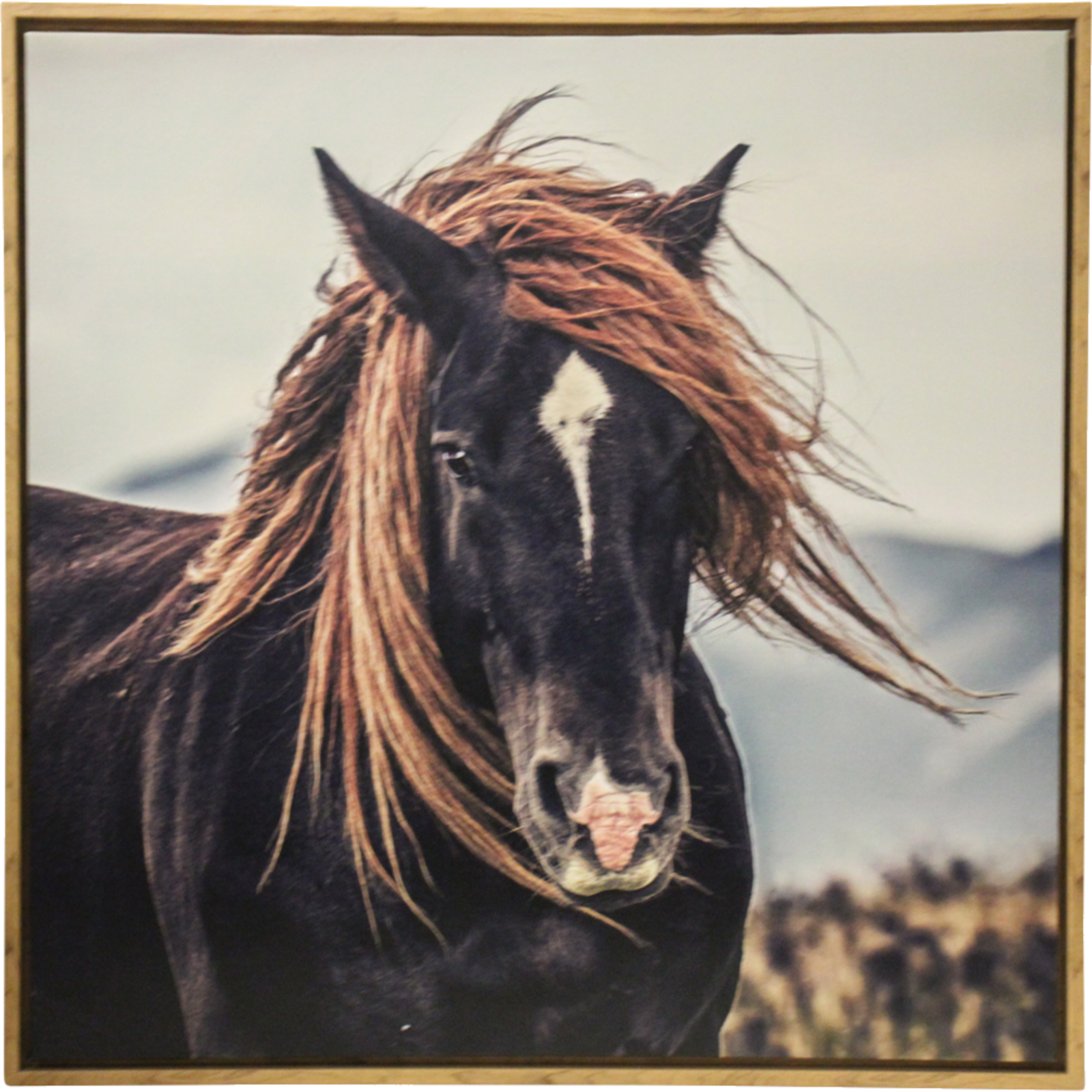 Framed Canvas Wild Mustang