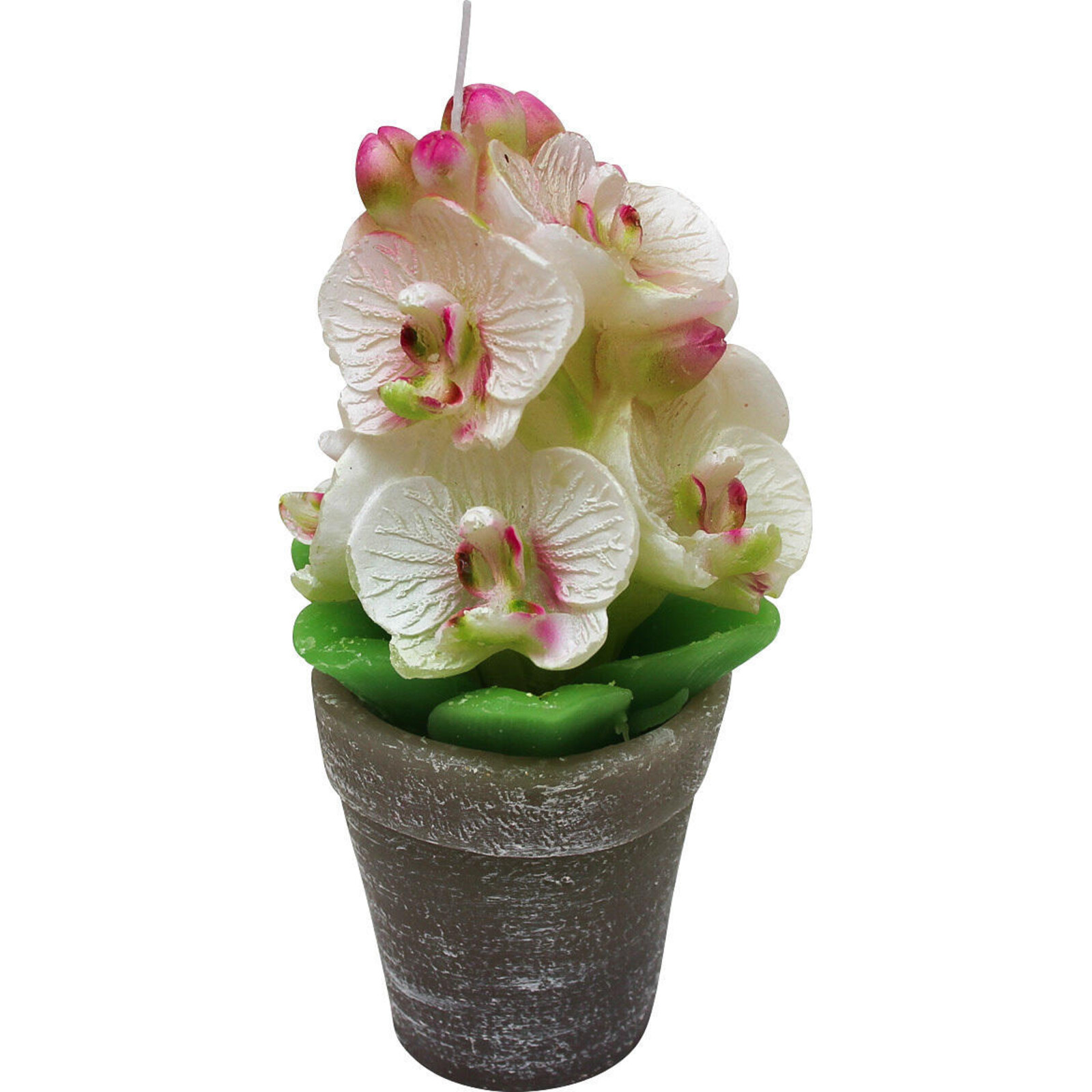 Candle Orcid Pot Tall 