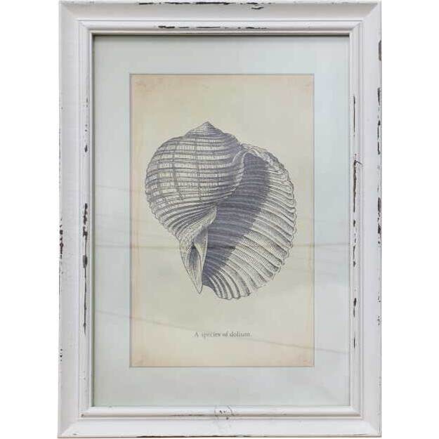 Framed Print Cowry