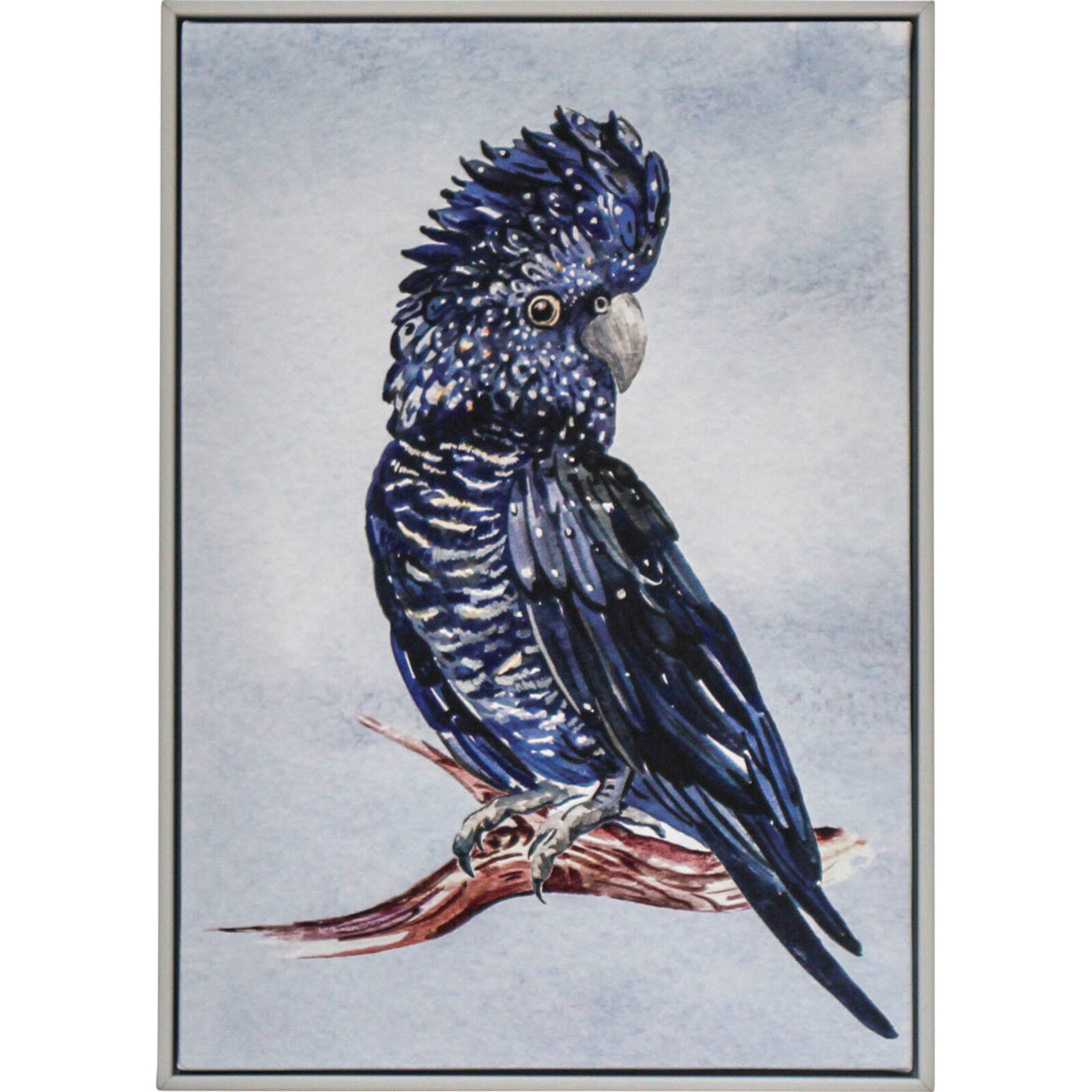 Framed Canvas Black Cockatoo