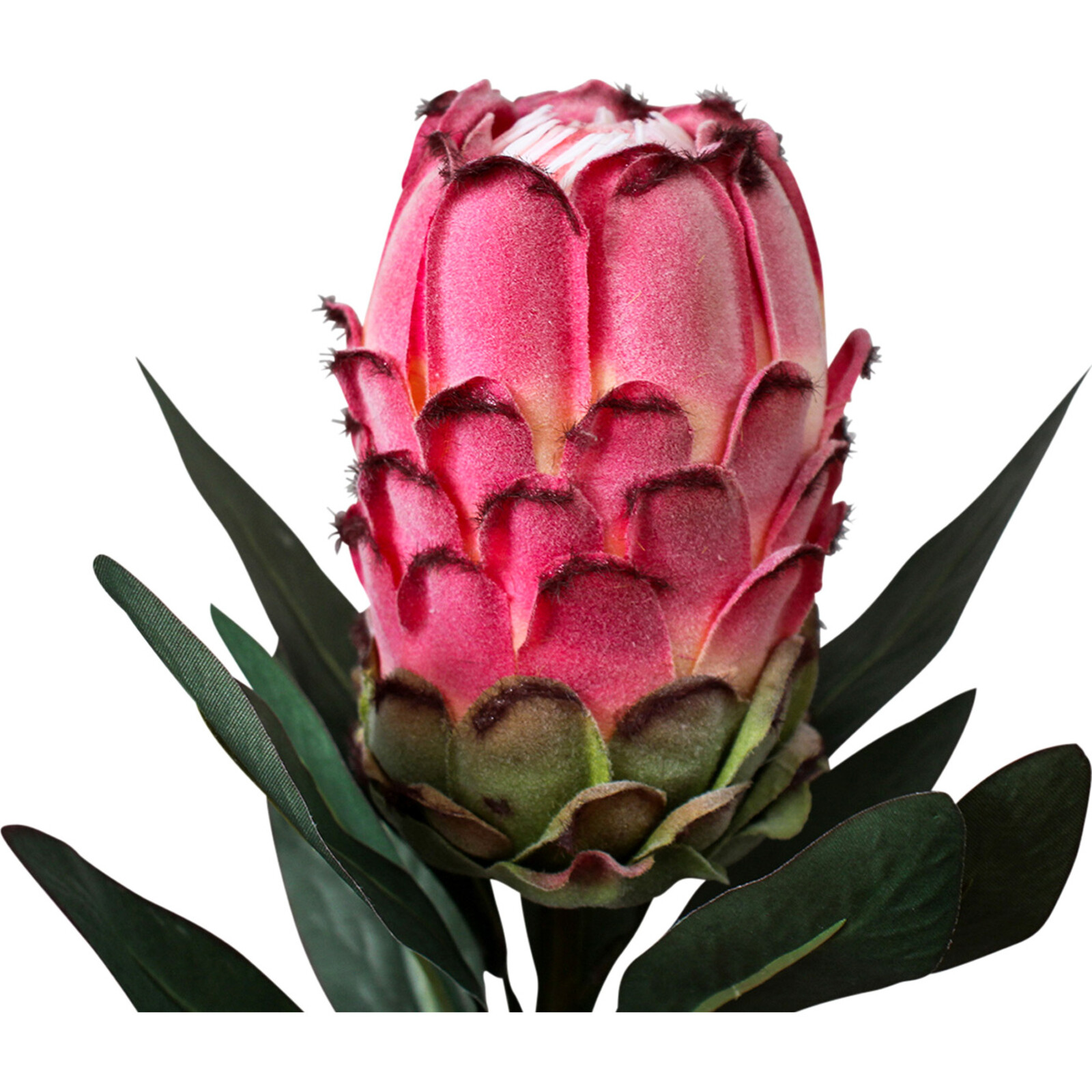 Stem Protea Pink