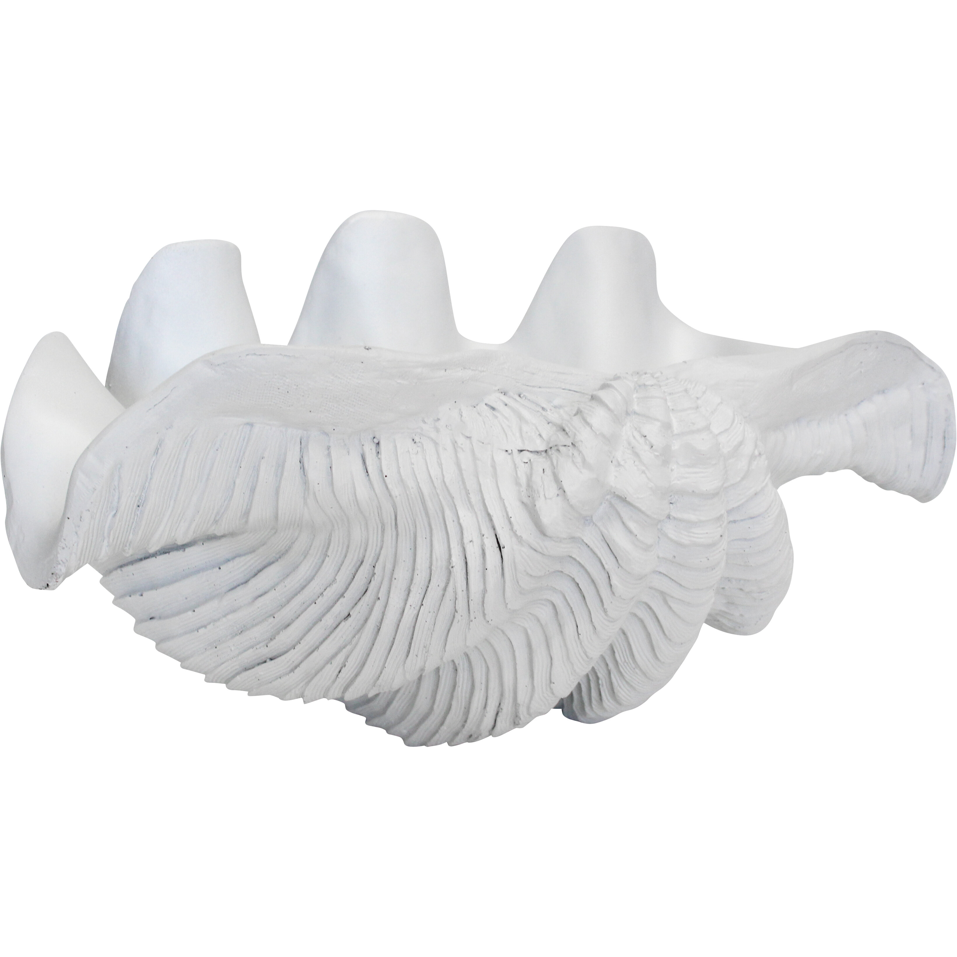 Clam Shell Decor